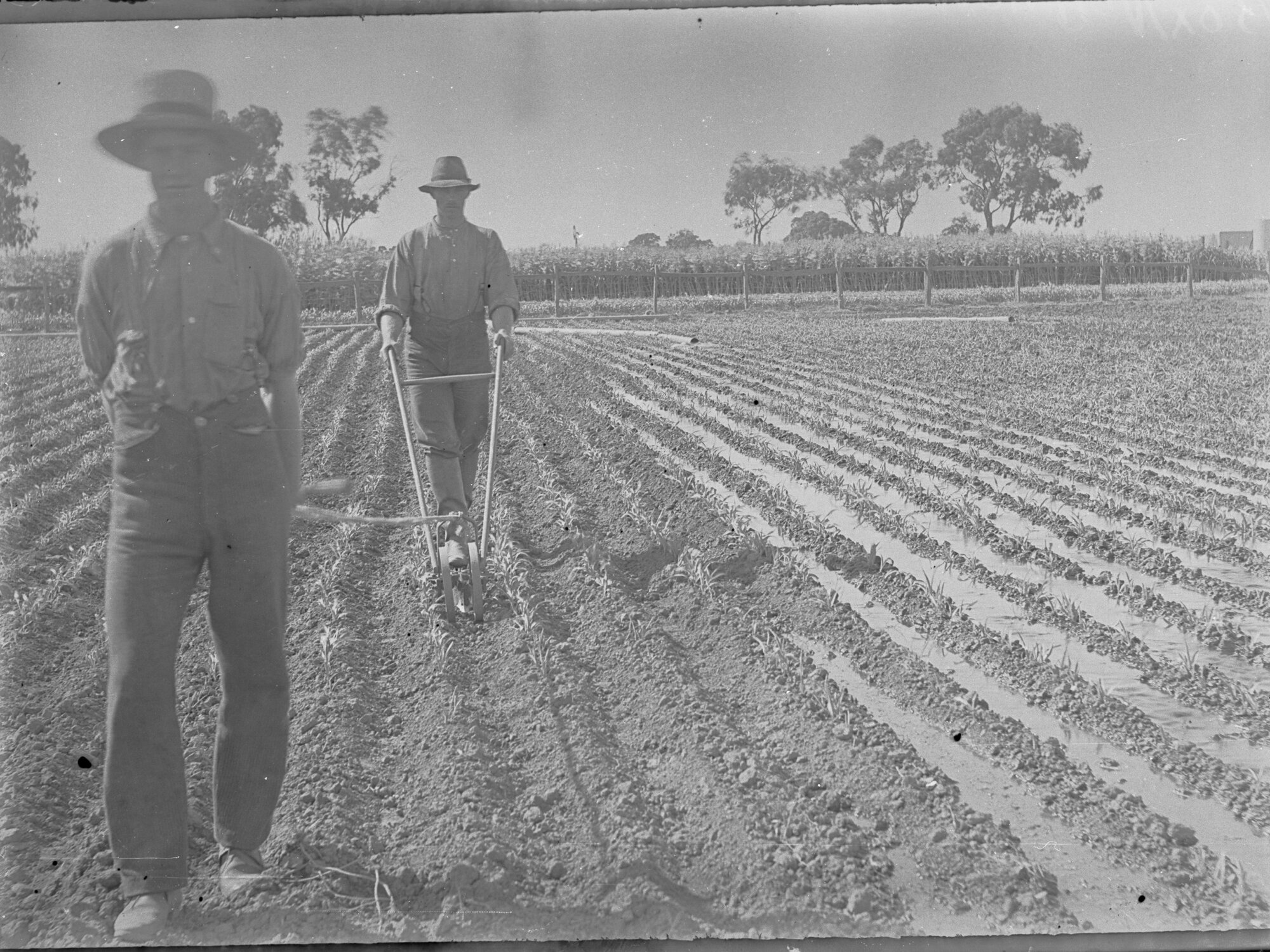 Neeta irrigation area,  planting maize 
