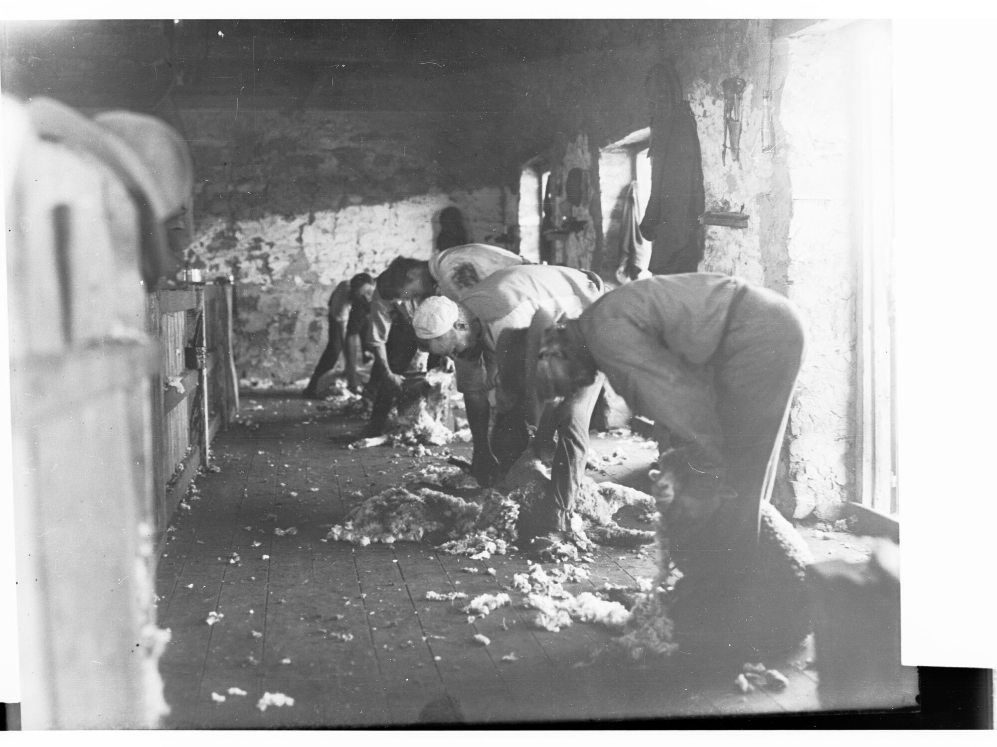 Men Shearing by Hand at Hill River Sheep Station
