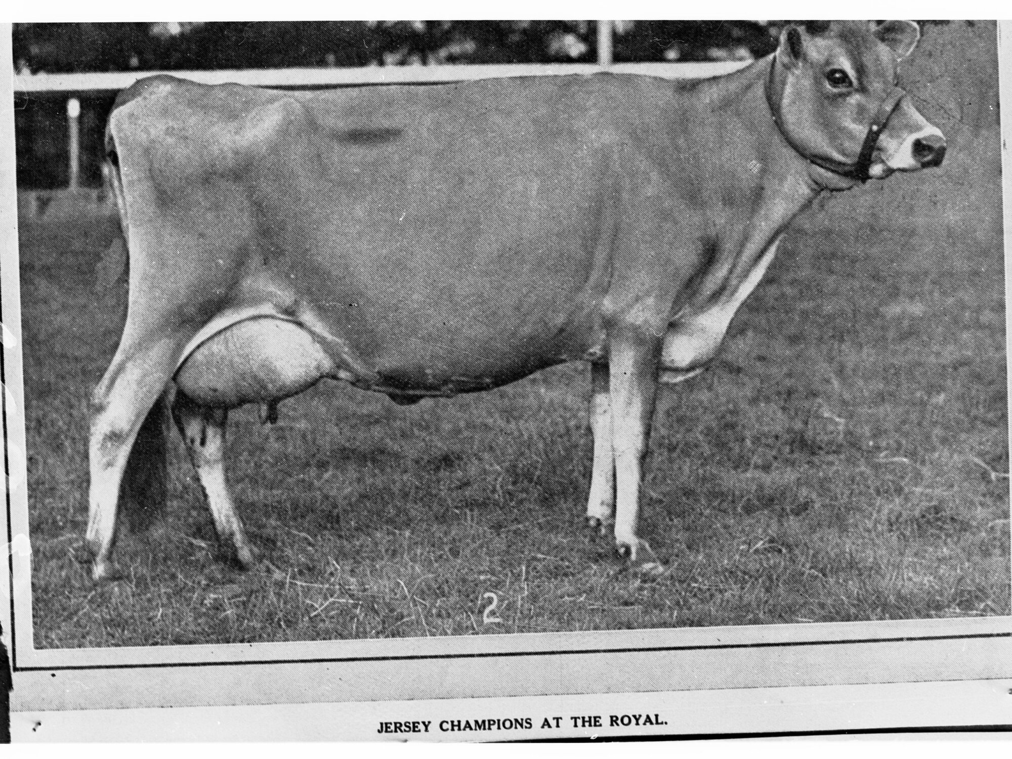 Dairy Cow