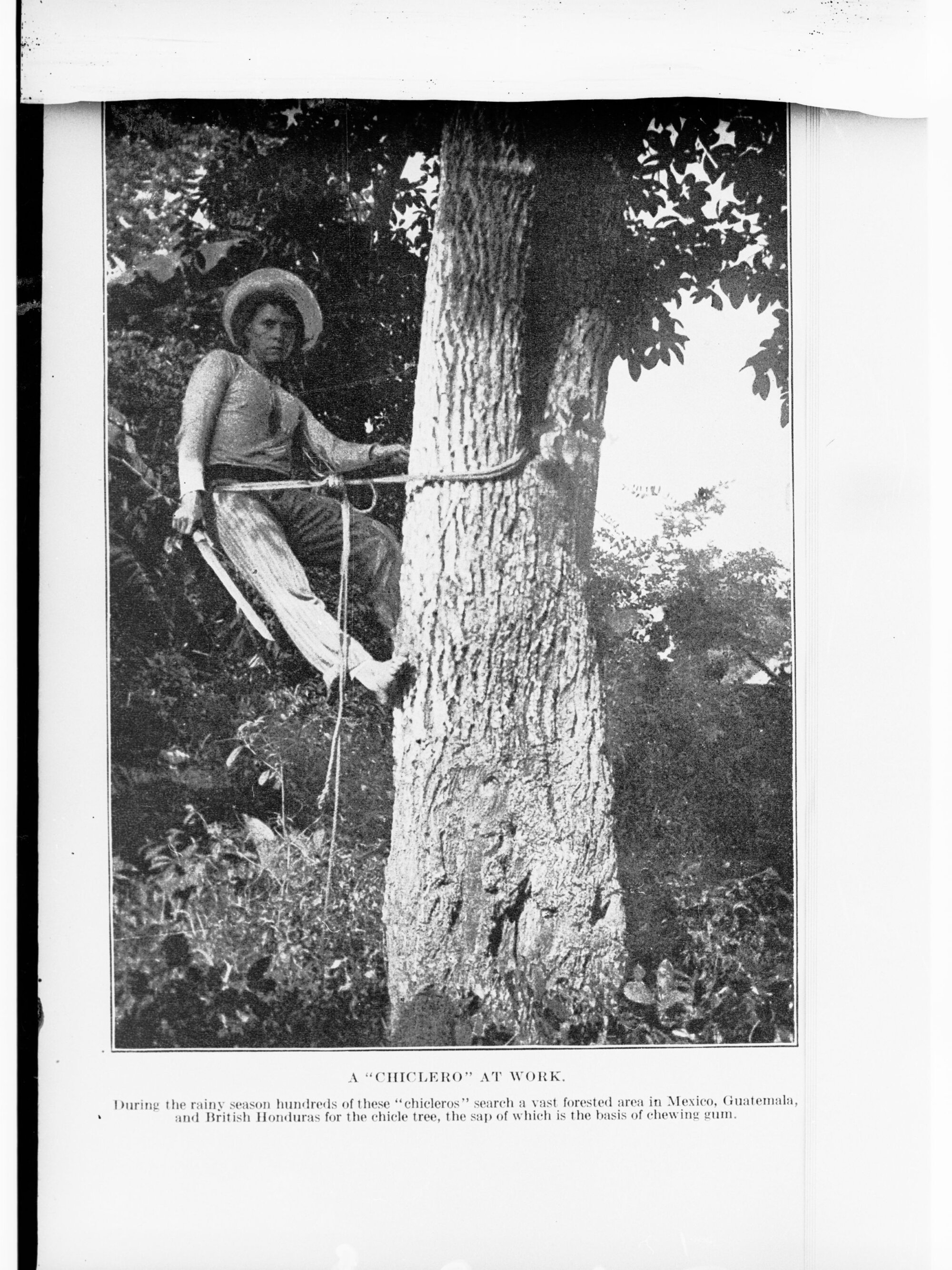 A "Chiclero" at Work - in the forest area in Mexico - A Chiclero is a person who climbs the Chicle tree, the sap of which is the basis of chewing gum