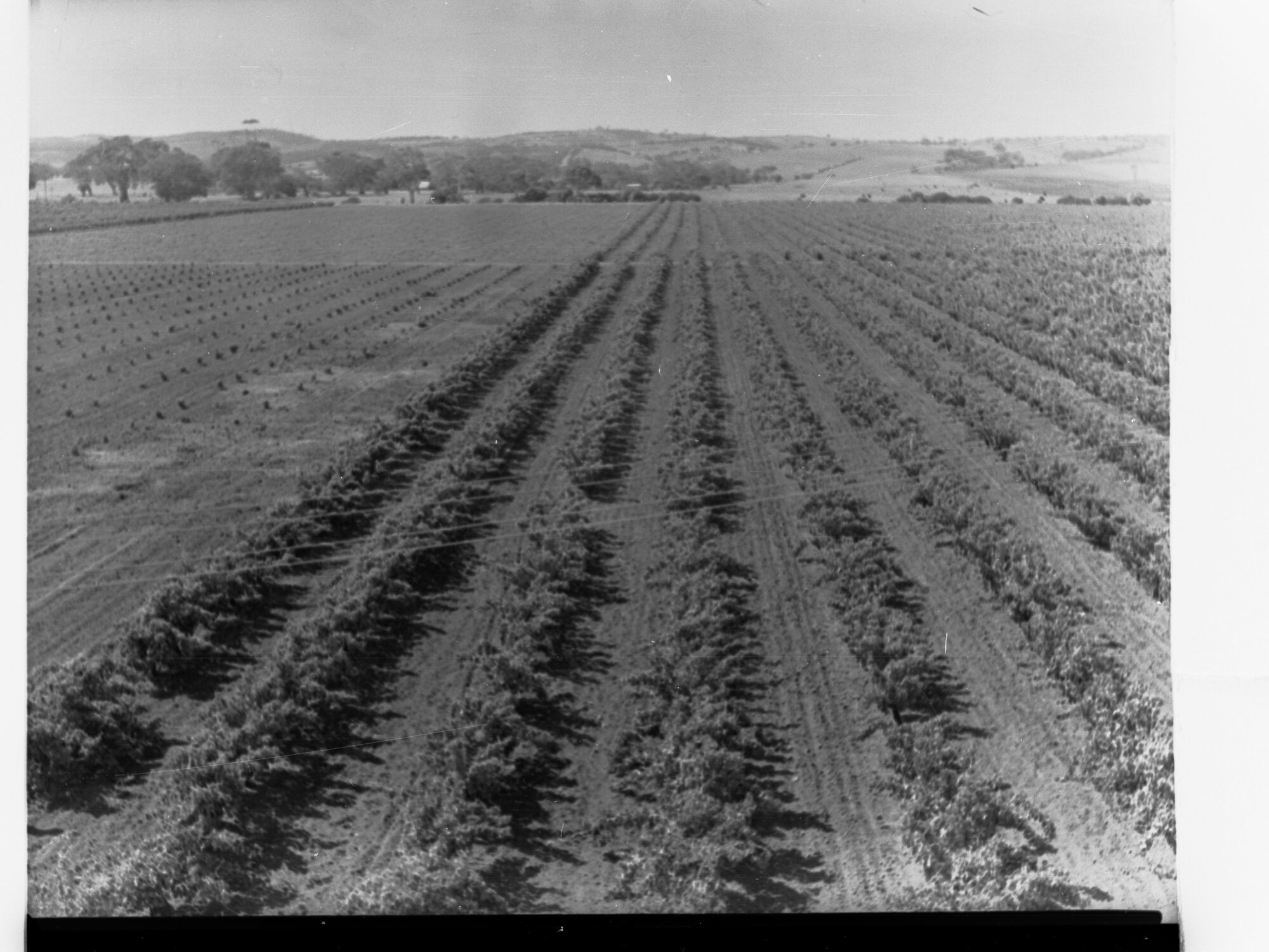 Vineyard Morphett Vale