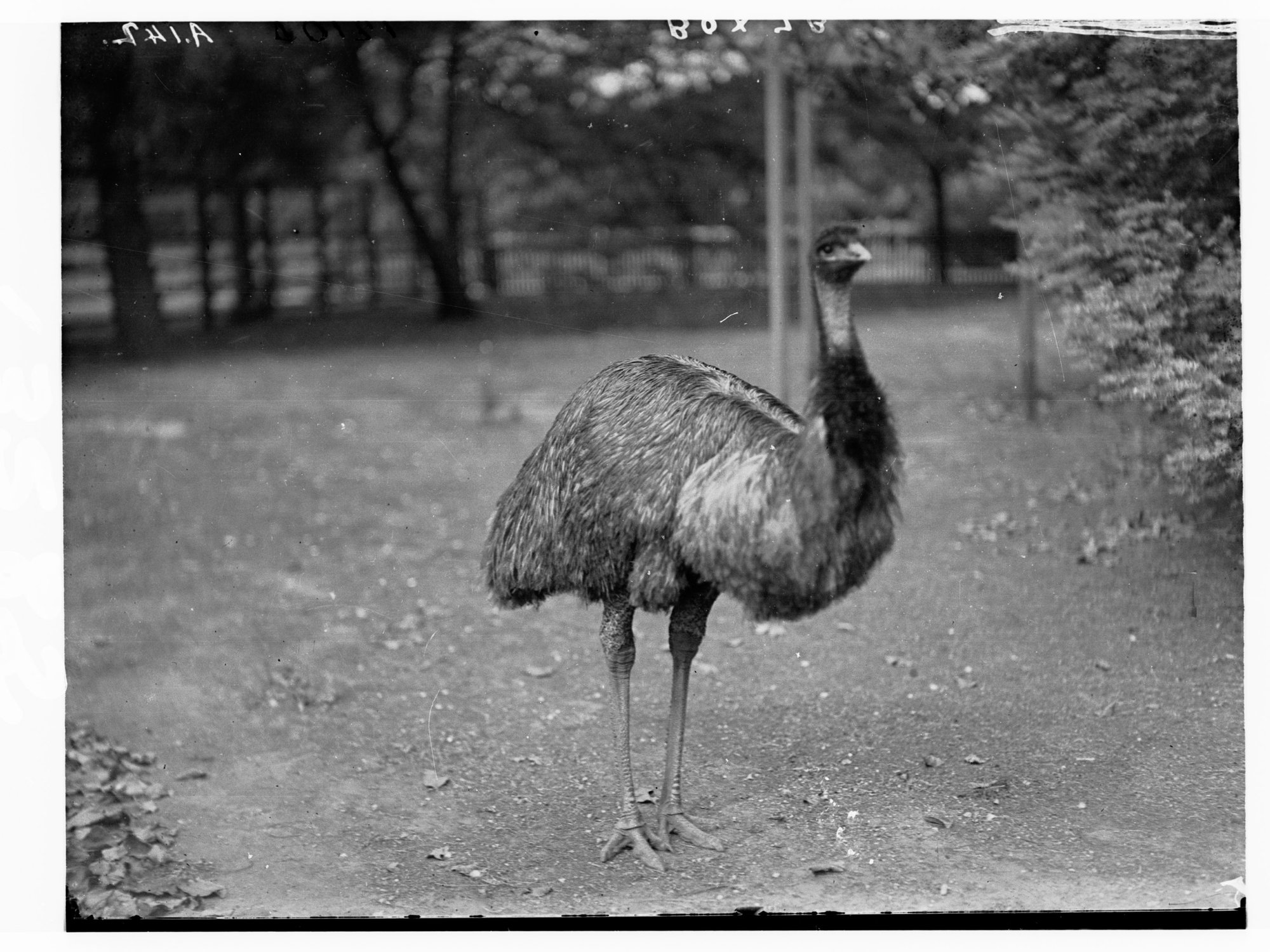 Adelaide Zoo