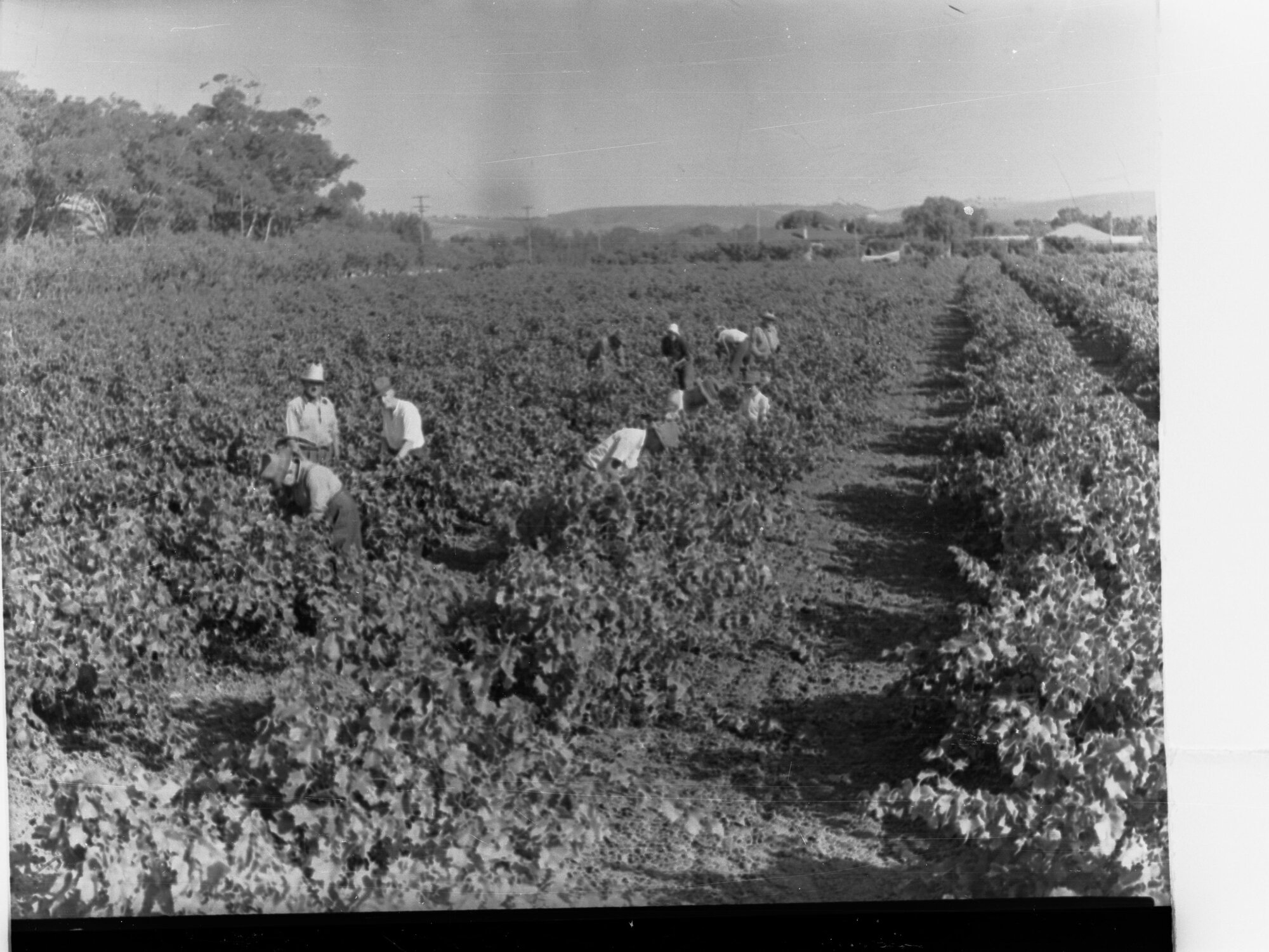 Grape Picking at Marion