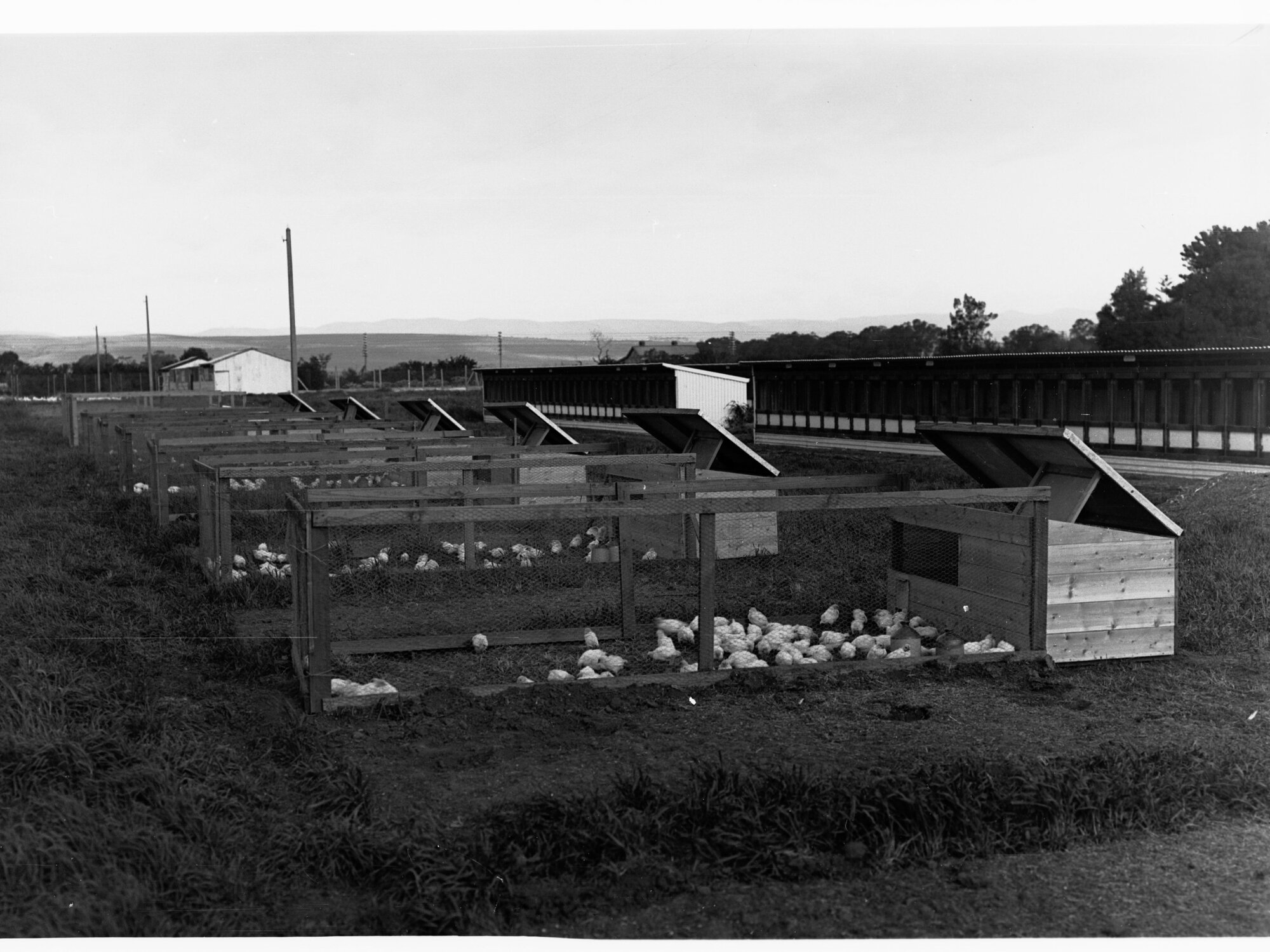 Parafield poultry farm