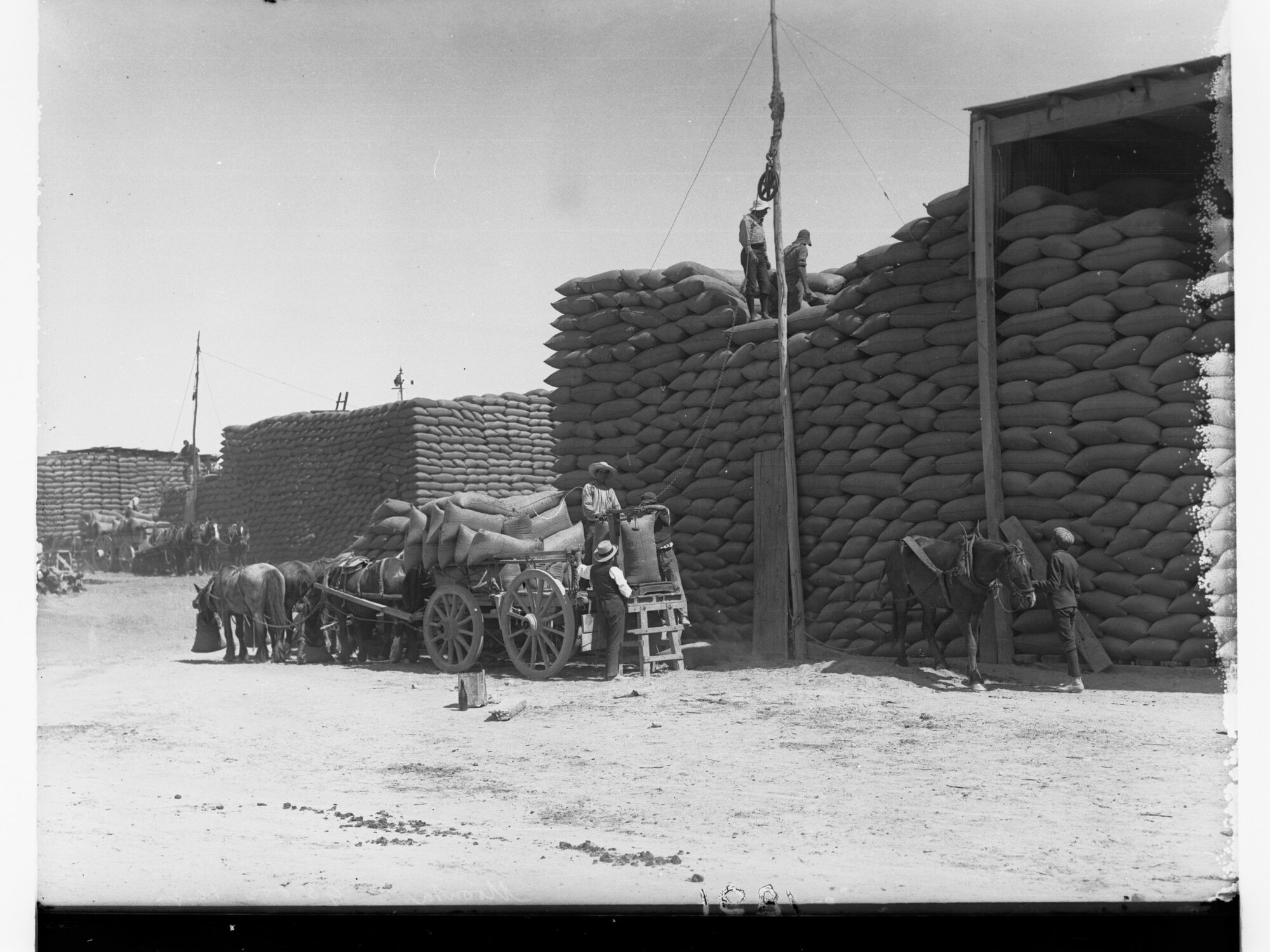 Men Loading Wheat Sacks Onto a Wagon at Moonta Wheat Stores