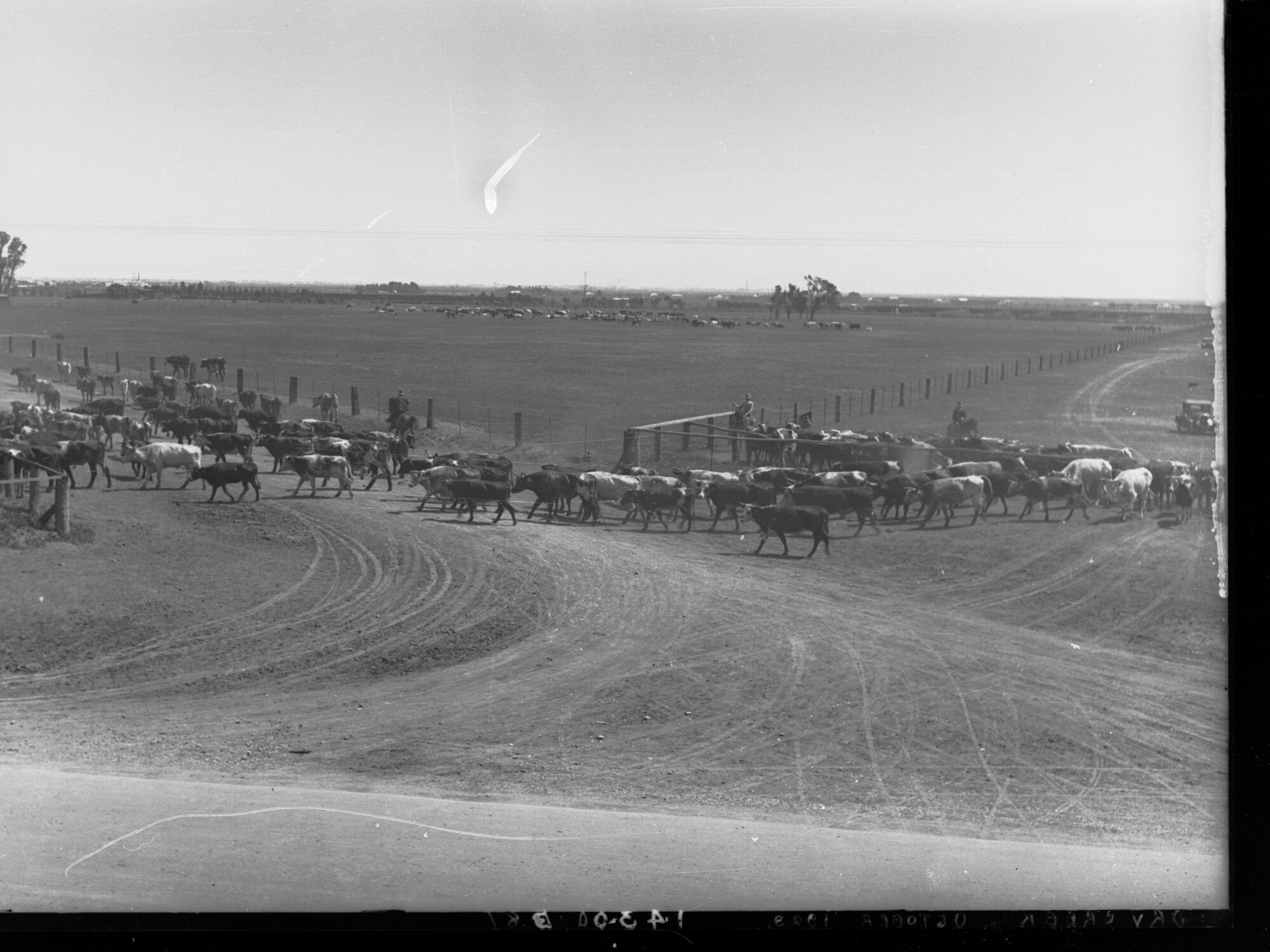 Cattle at Dry Creek Stockyards