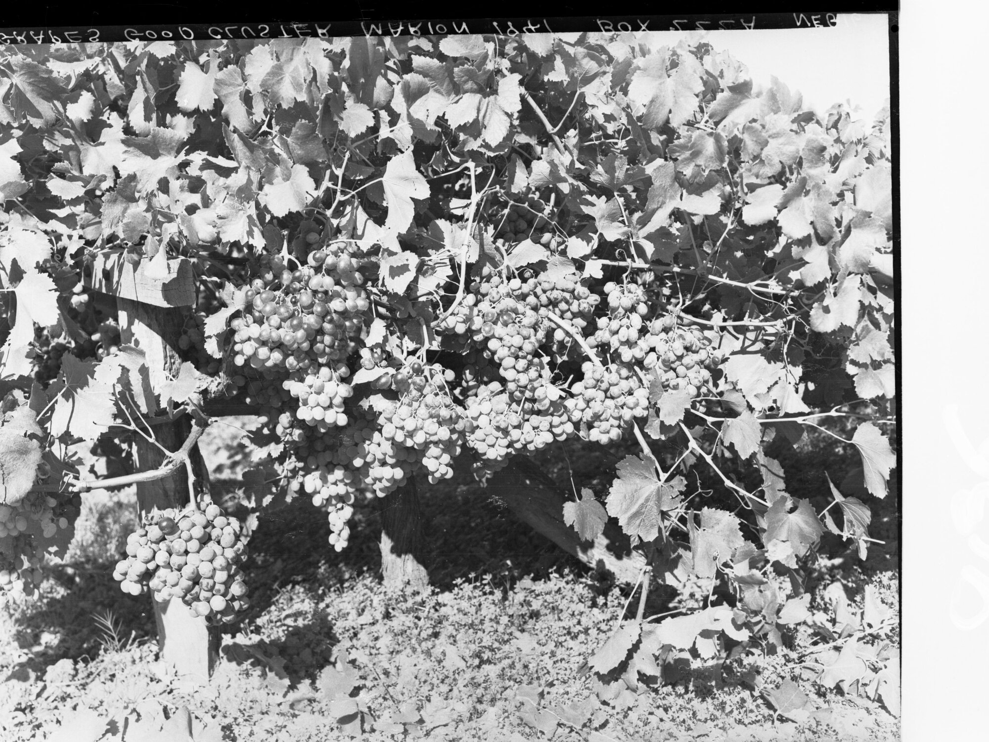 Grapes Good Cluster at Marion
