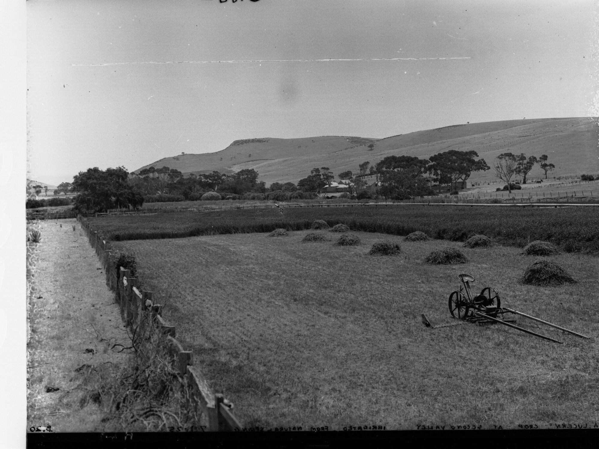 A Lucerne Crop at Second Valley Irrigated from Natural Spring