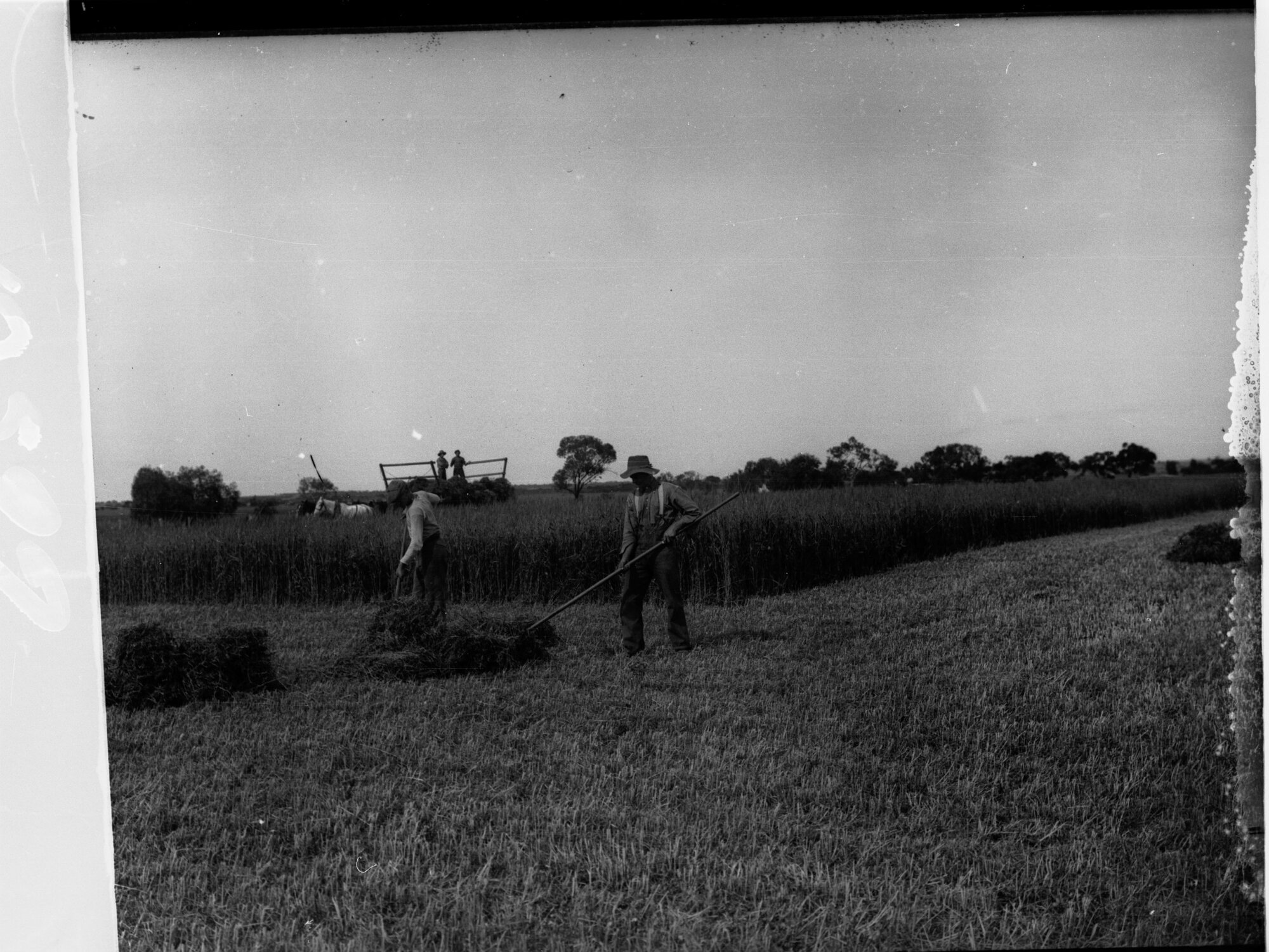 Haymaking at Roseworthy college