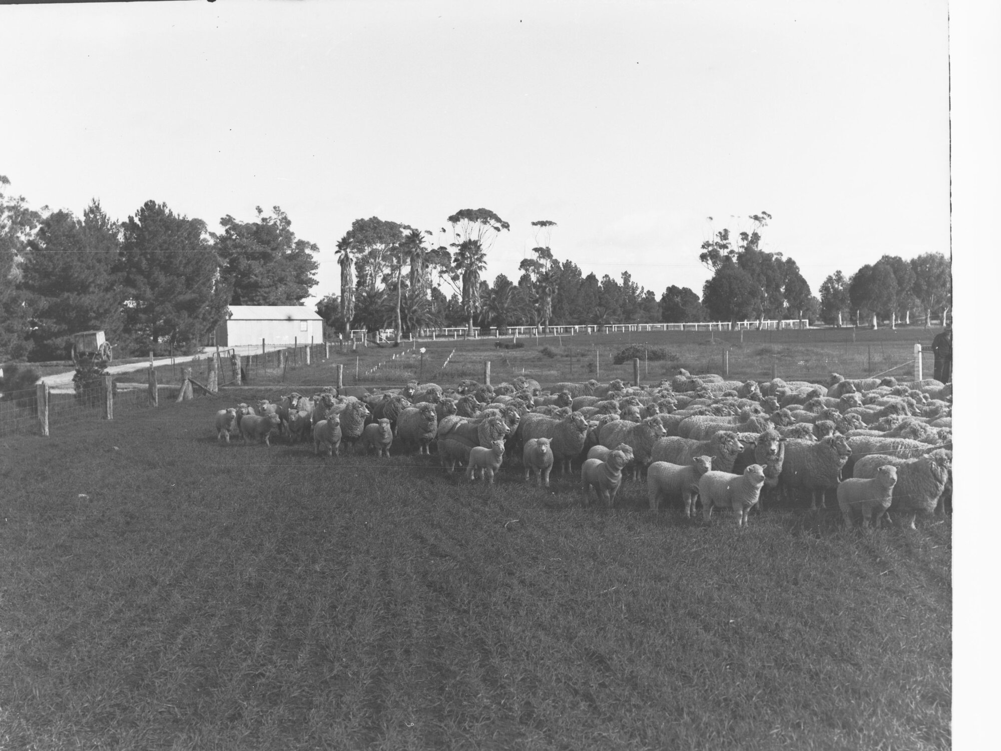 Sheep at Roseworthy College