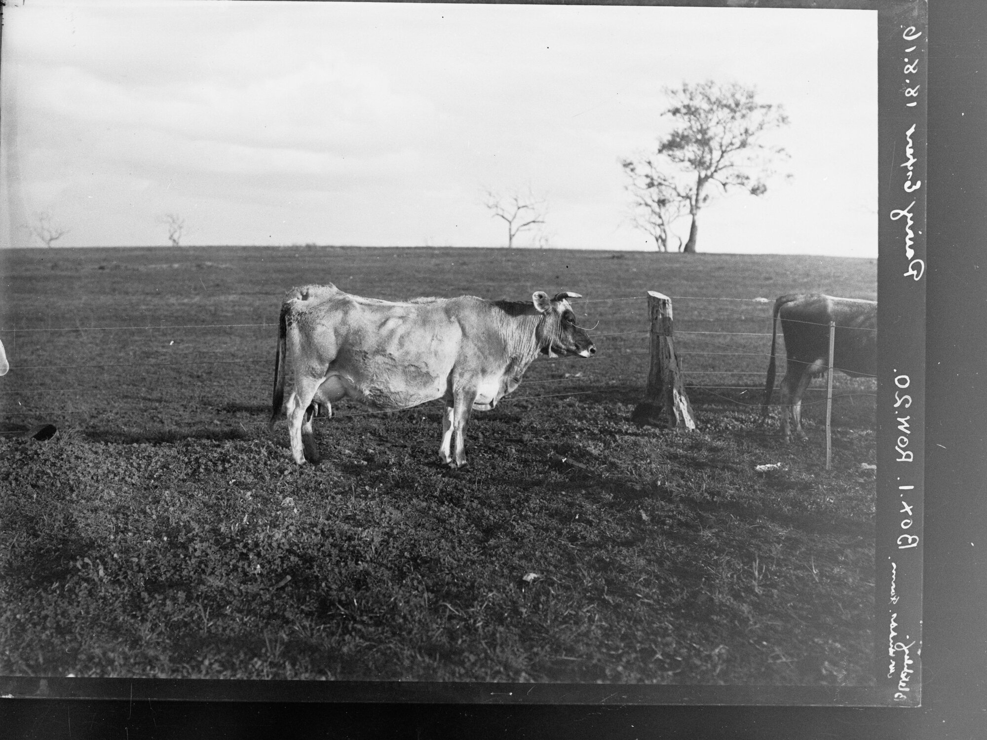 Dairy cows on J M Hudd's farm, Bletchley, near Strathalbyn