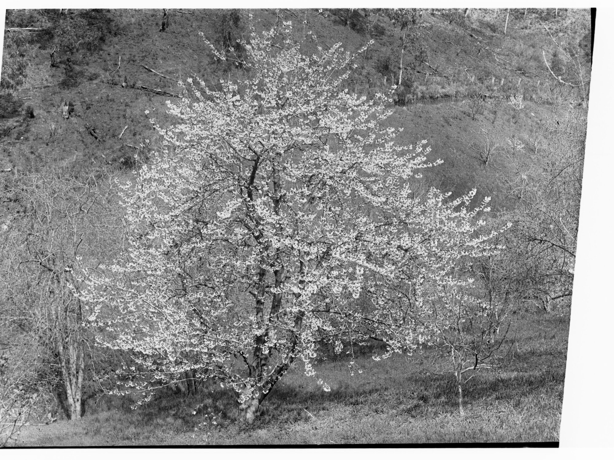 Cherry Tree in Bloom - Cherryville