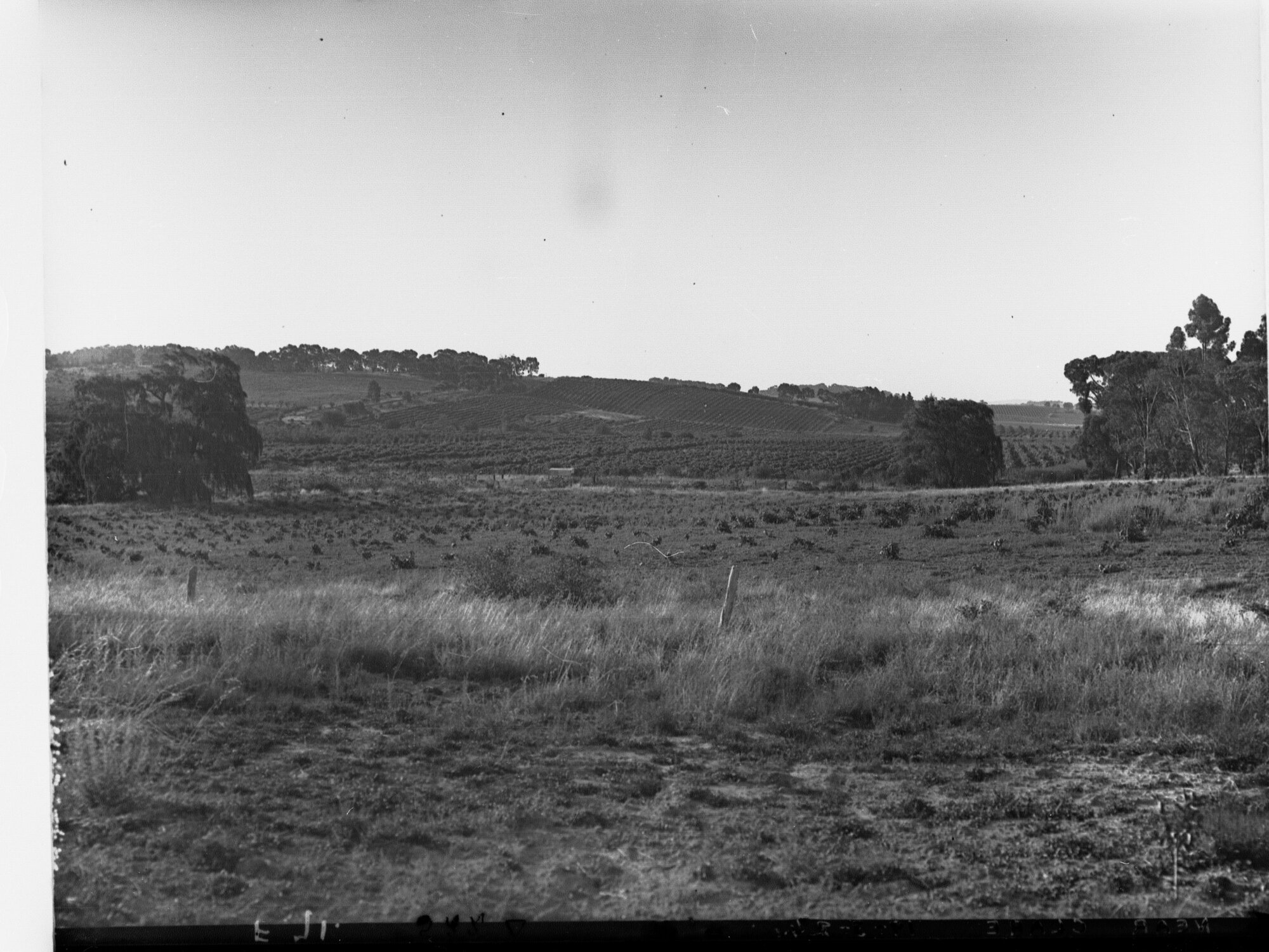 Near Clare Showing Crops and Paddocks