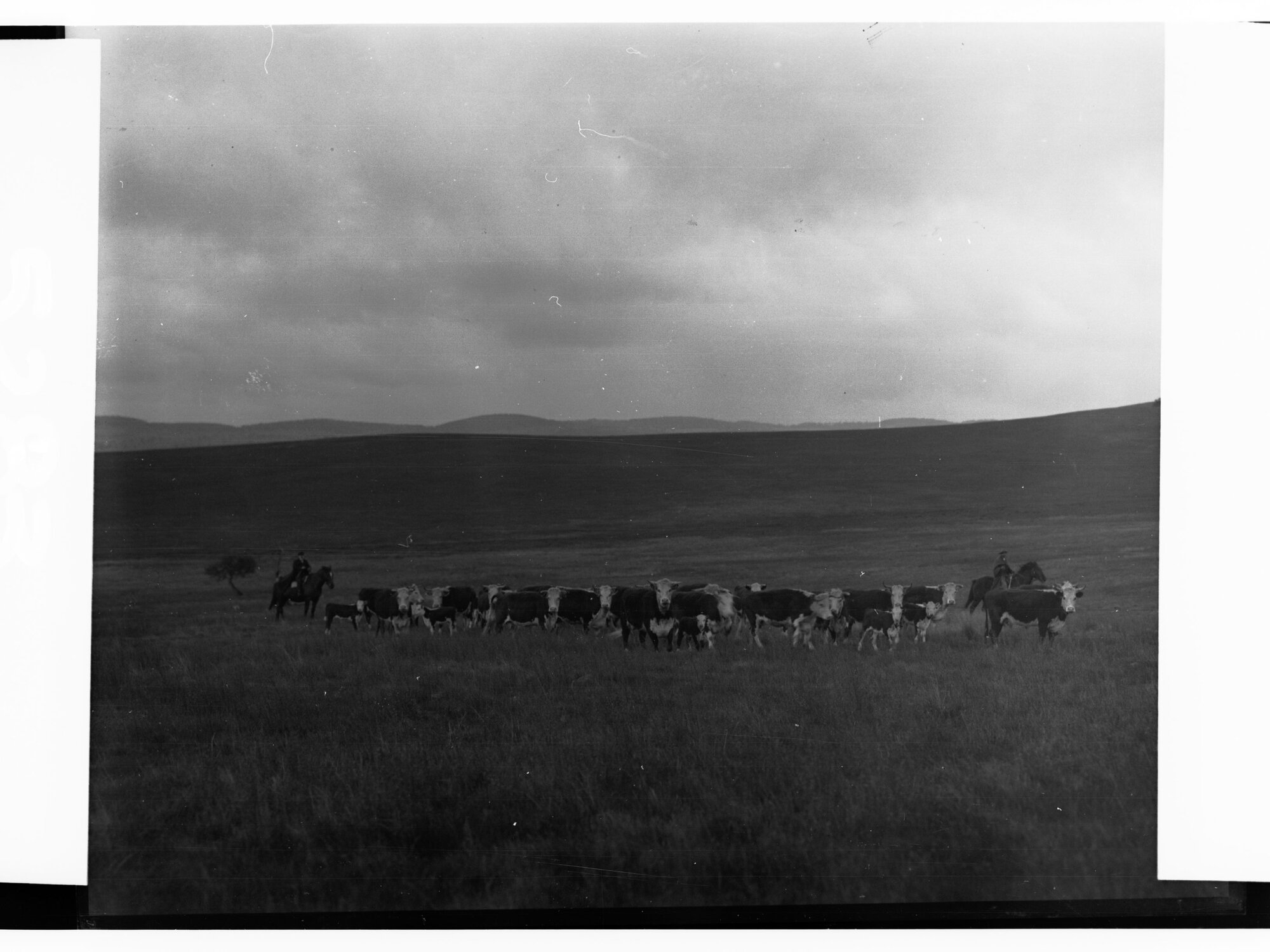Herefordshire Cattle Being Driven by Stockmen Hill River Station