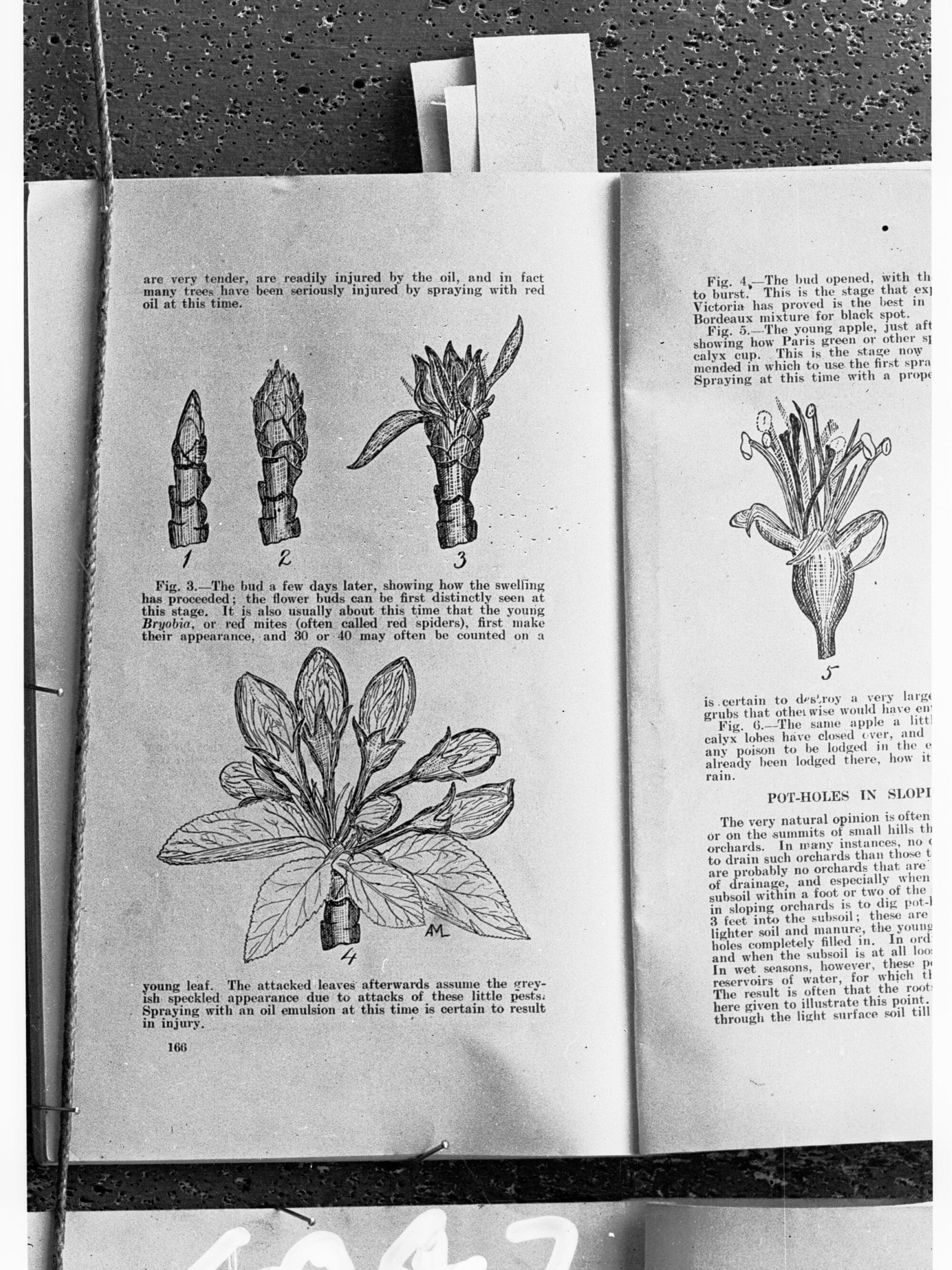 Red Mites - page from the Agricultural Gazette of New South Wales showing red mites