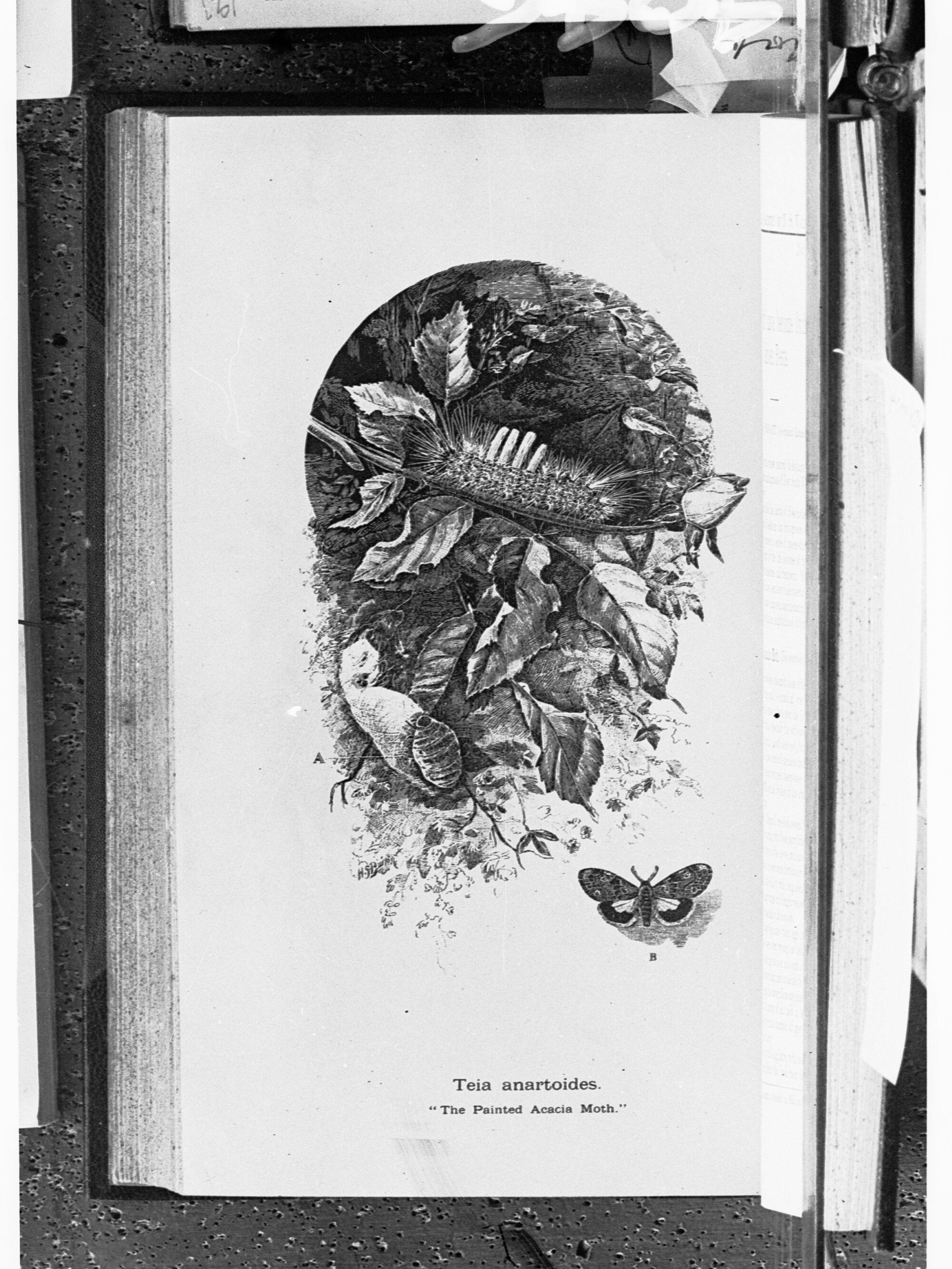 Teia anartoides (The Painted Acacia Moth) - page from the Agricultural Gazette of New South Wales