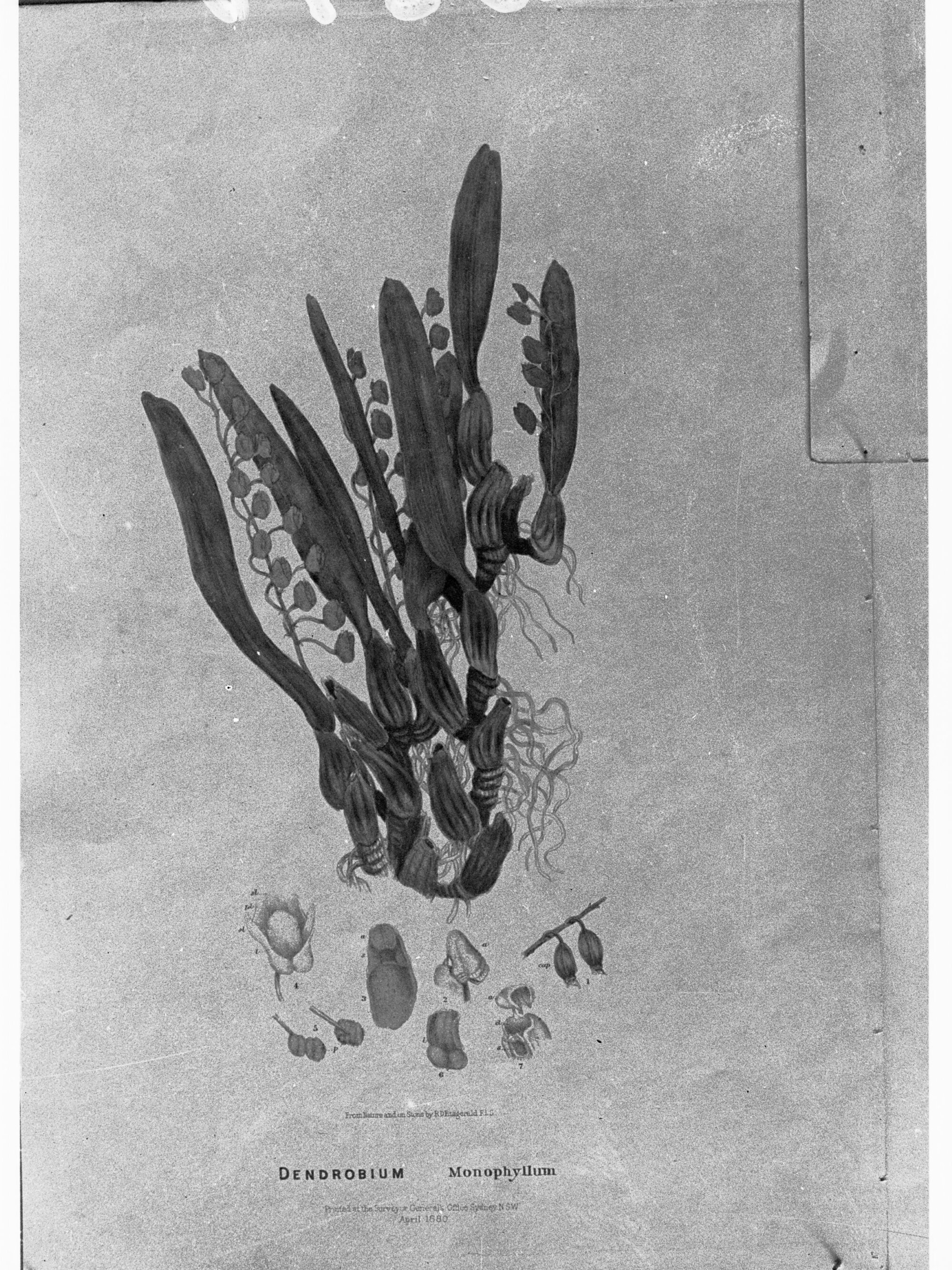 Dendrobium Monophyllum