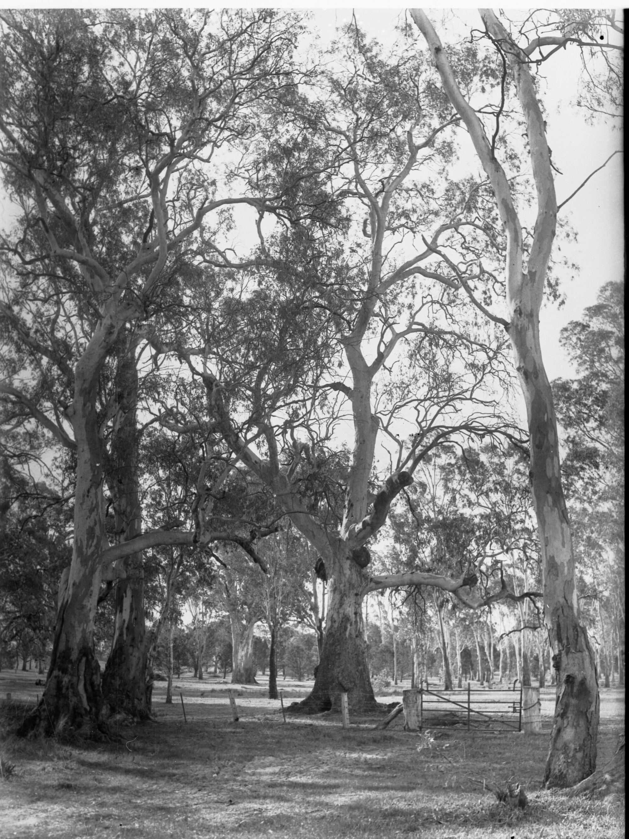 Sandy Creek and Lyndoch