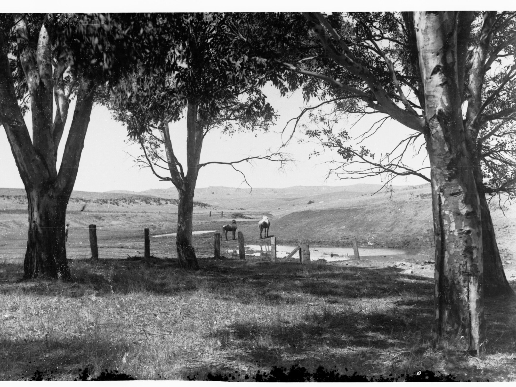 Houses in a paddock at Housborough