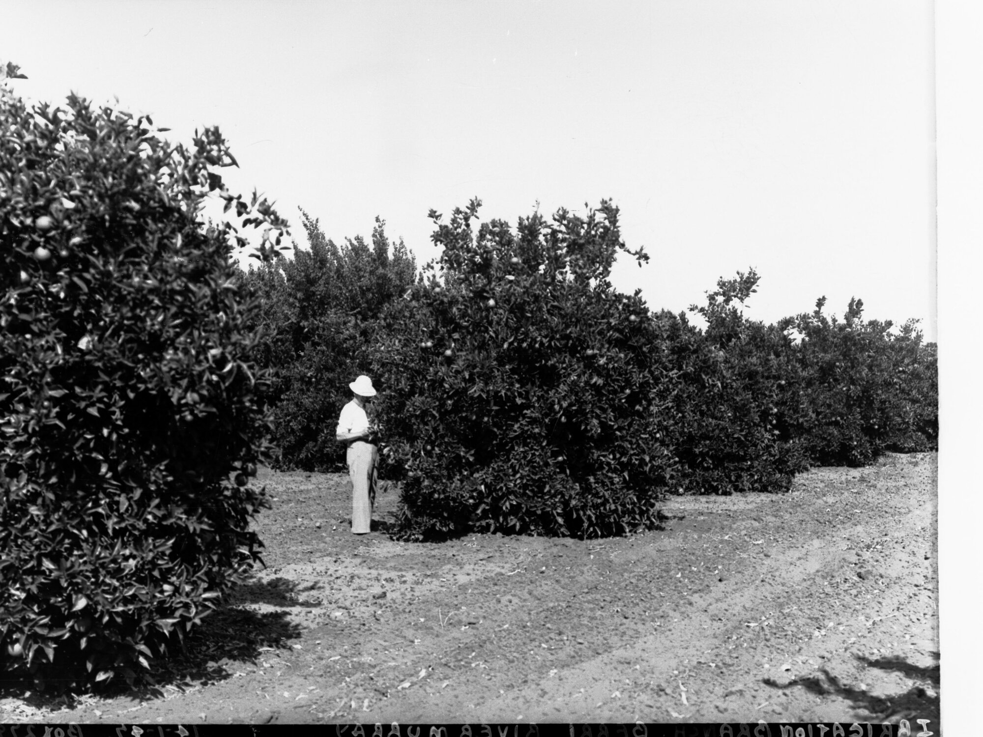 Man in Orchard at Berri