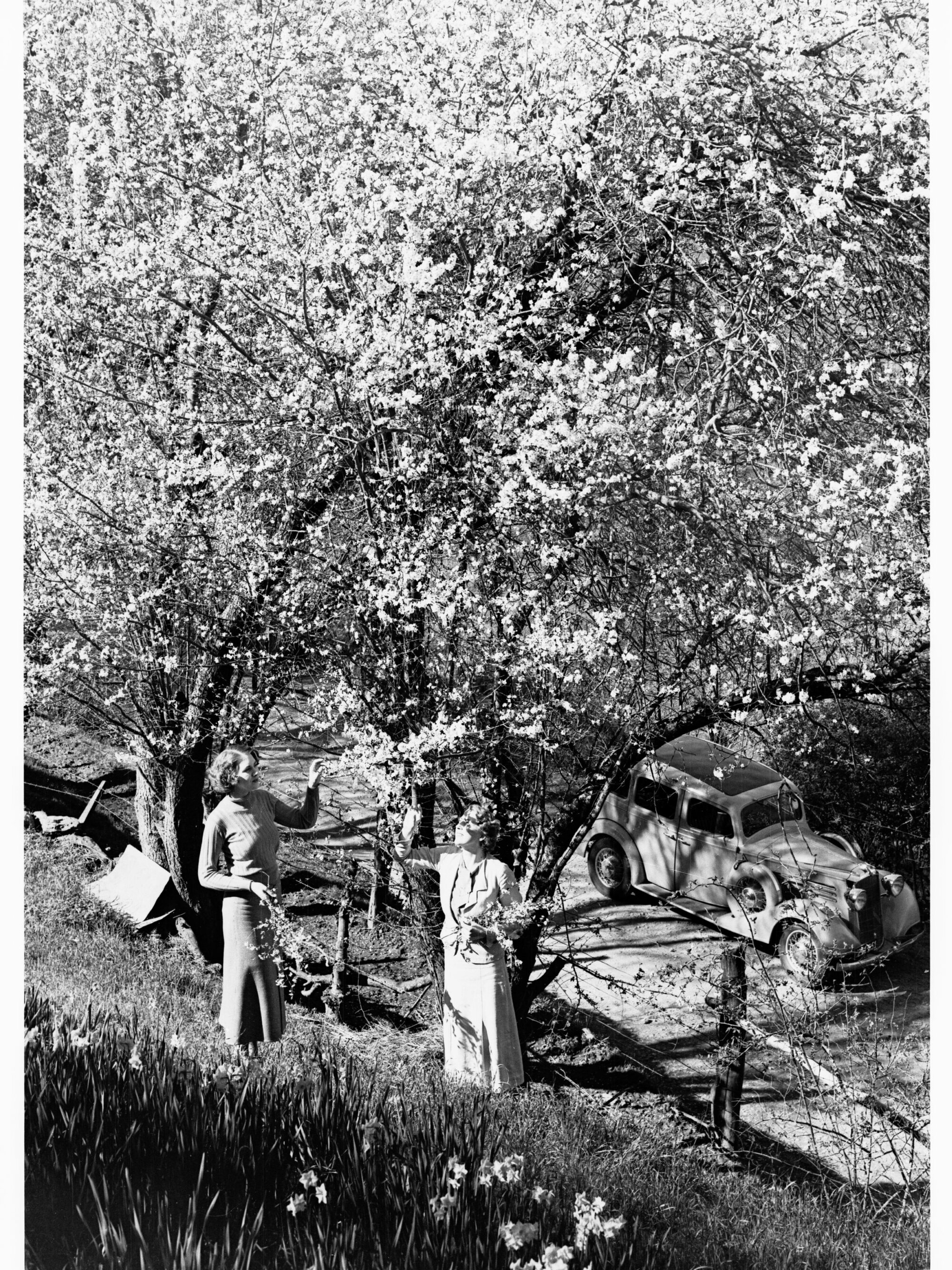 Two Women Picking Blossom Near Montacute Mount Lofty Ranges