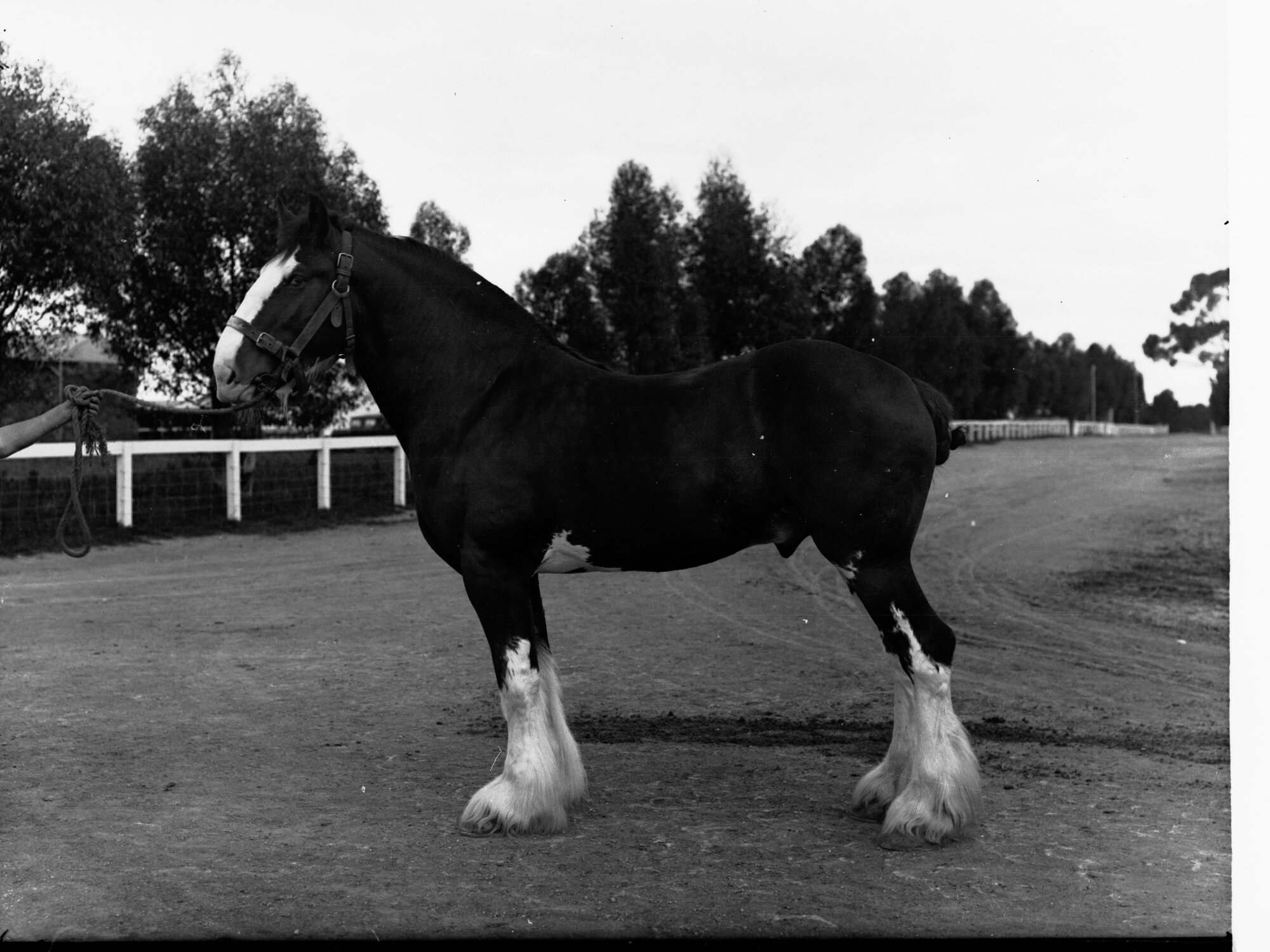 Stallion - Roseworthy College