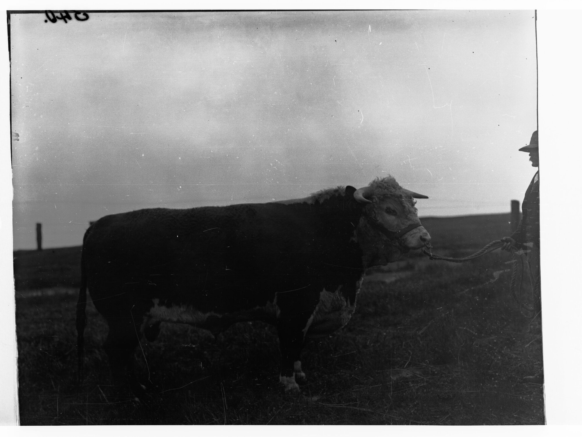 Hill River Cattle Station Bull