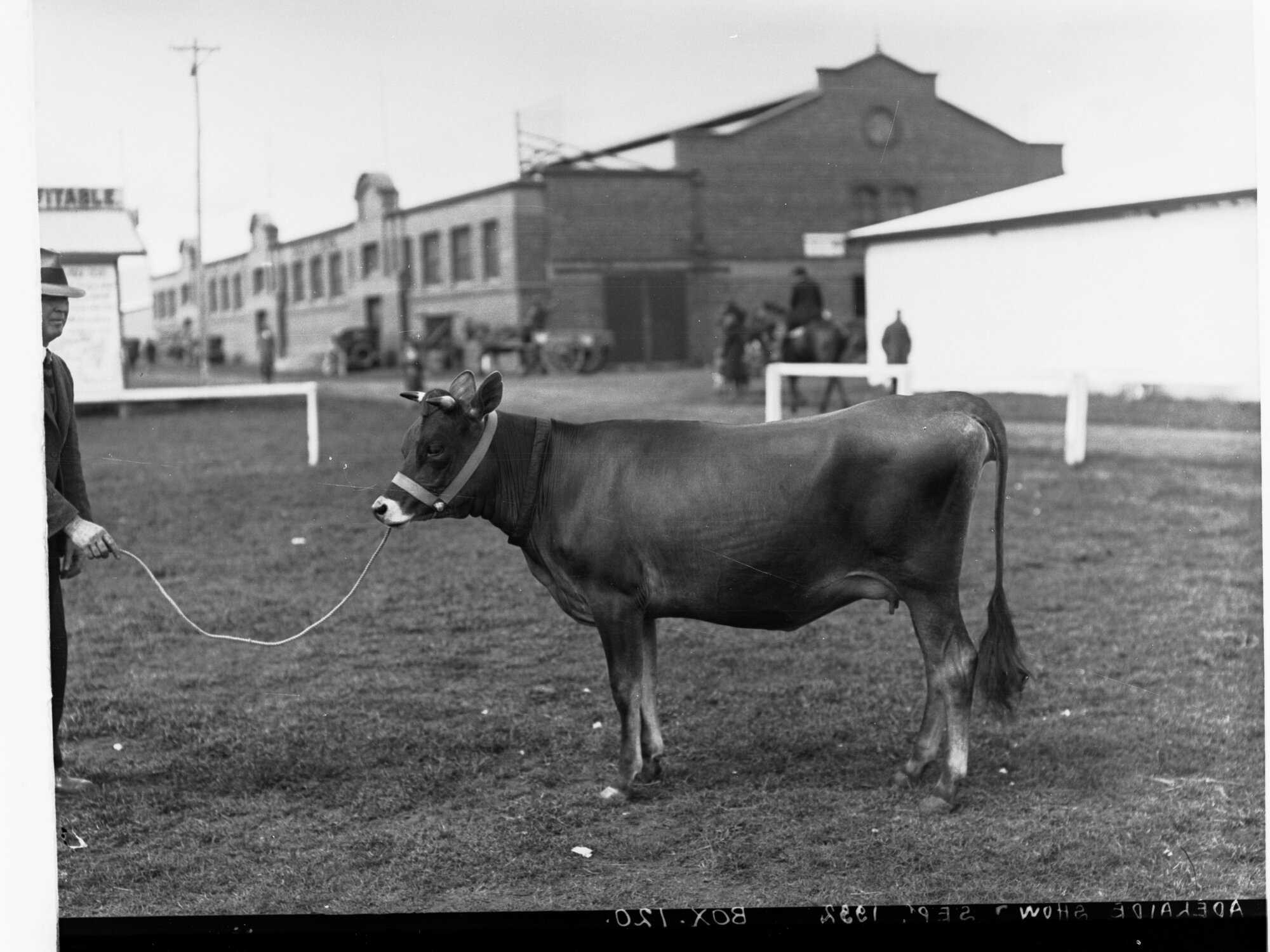 First prize cow at Adelaide Show