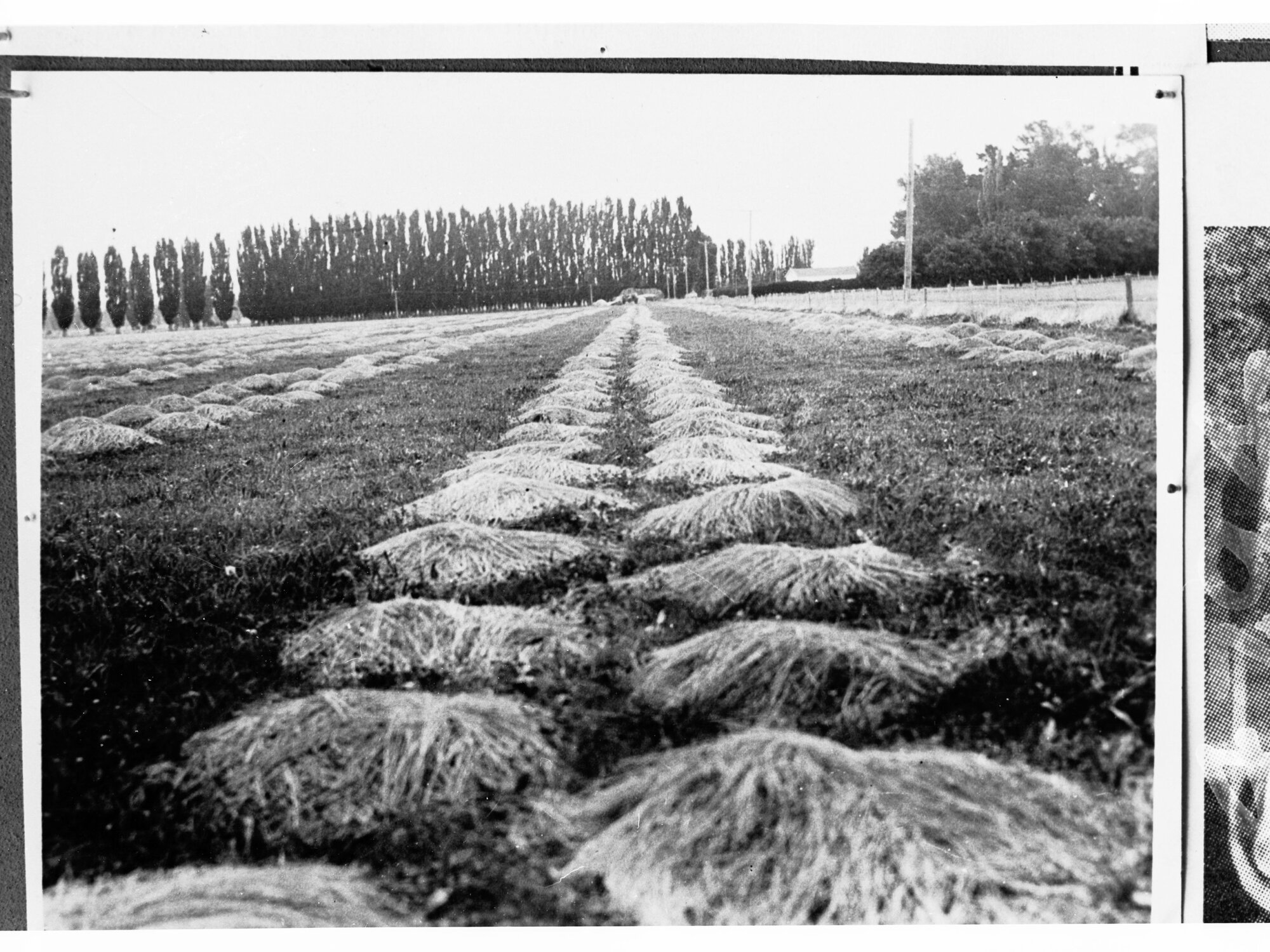 Hayfield