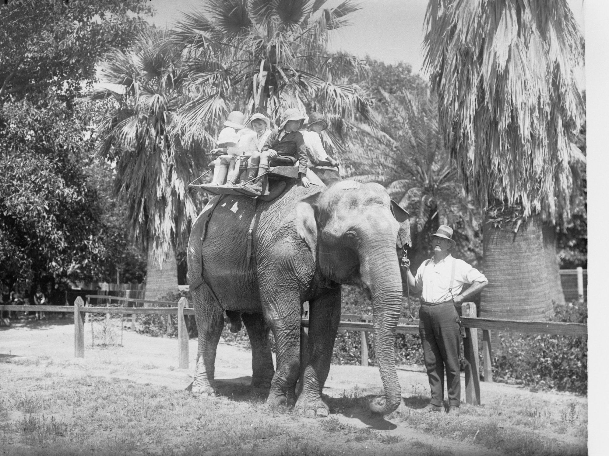 Elephant Ride at the Adelaide Zoo Children 
