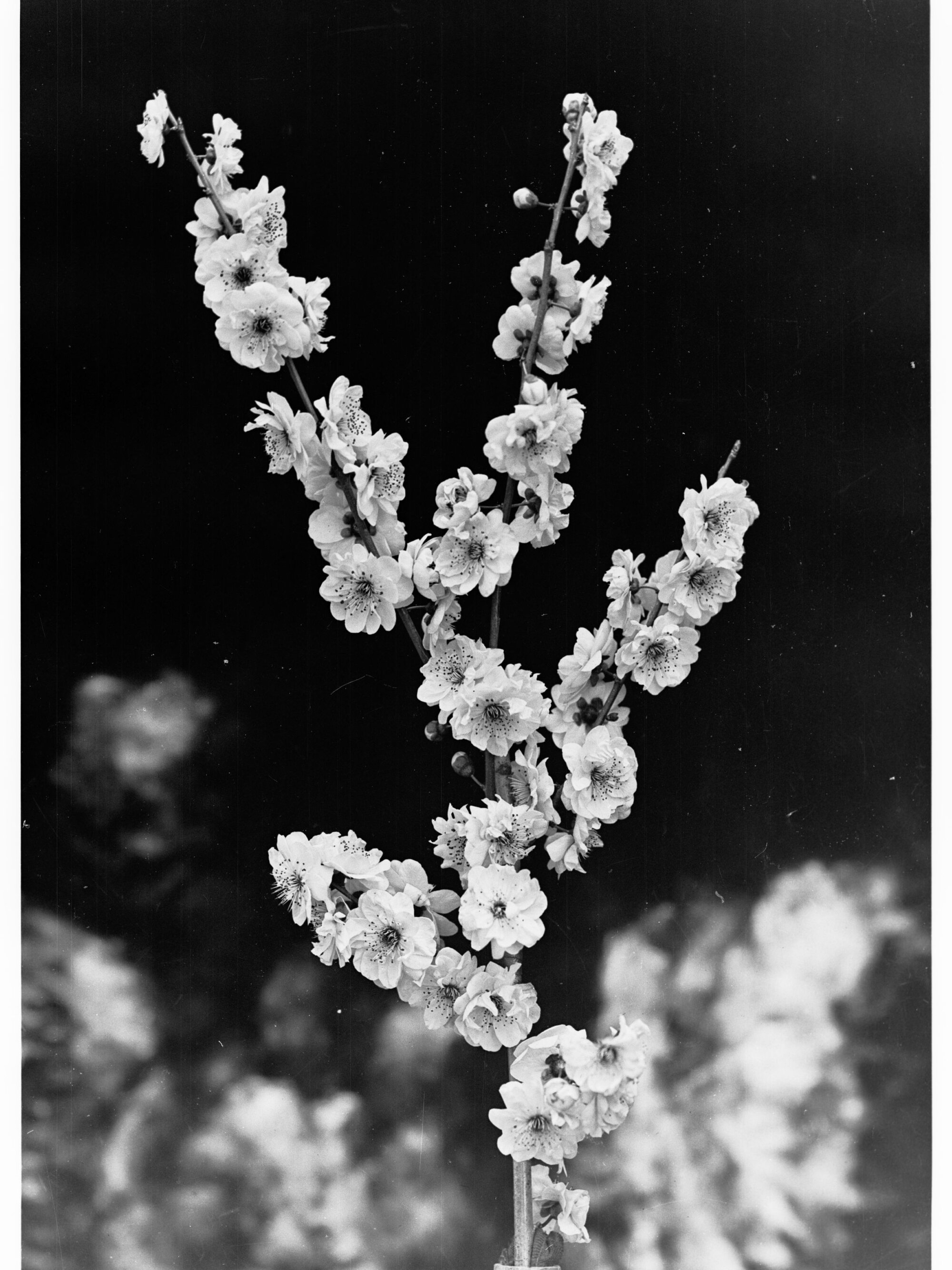 Blossom on a Branch