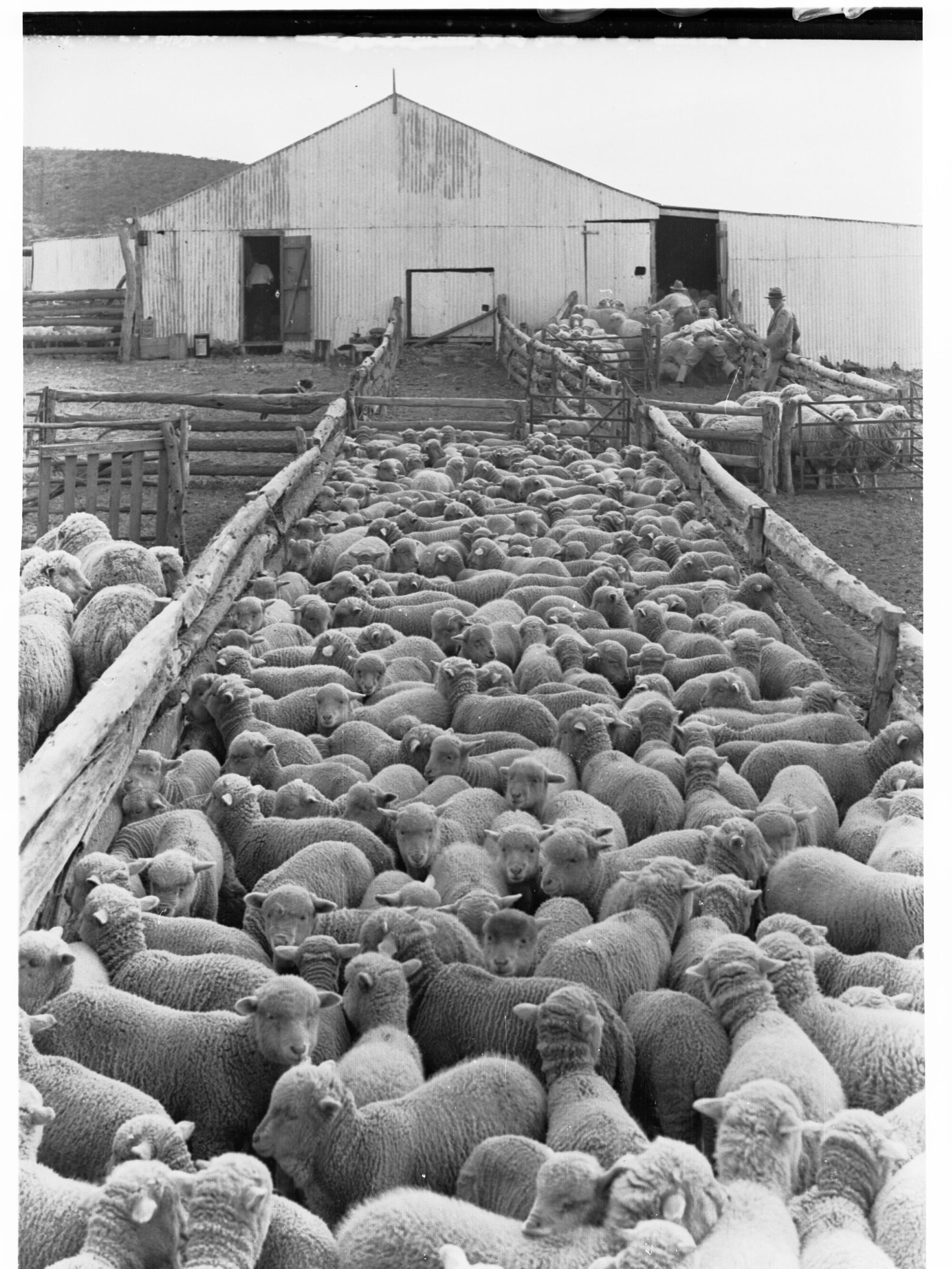 Lambs at Euro Station