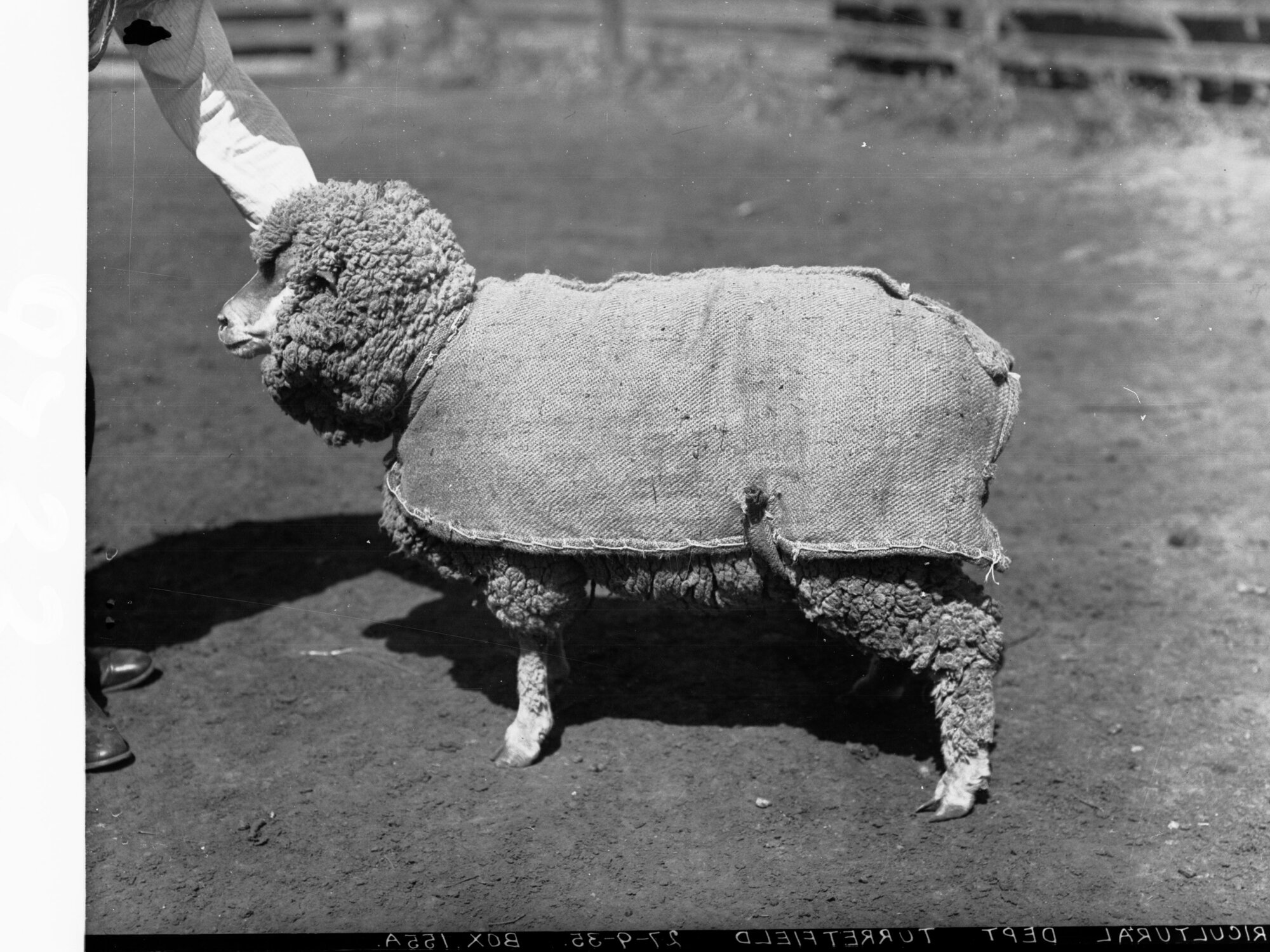 Sheep Covered in Sack Coat Agricultural Department Turretfield