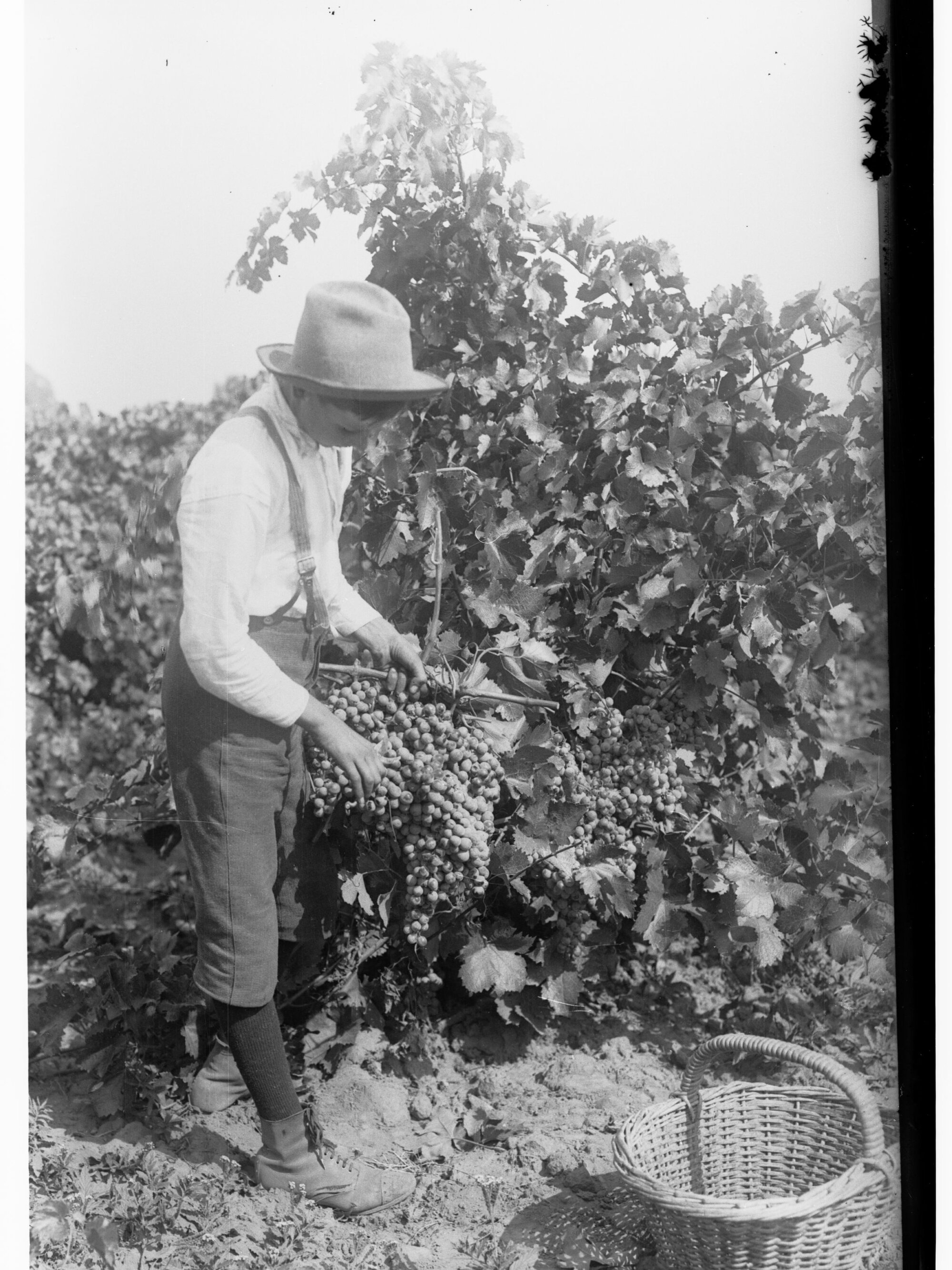 Picking grapes showing young boy holding a bunch