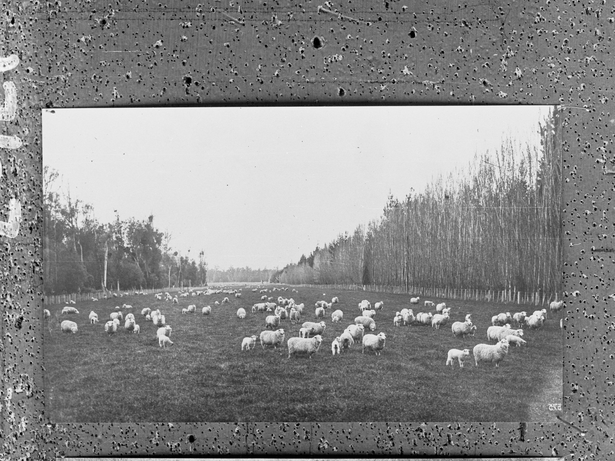 Sheep and pine trees