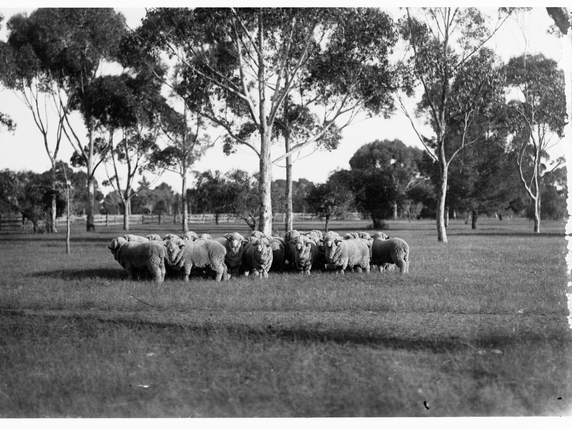 Marino Rams