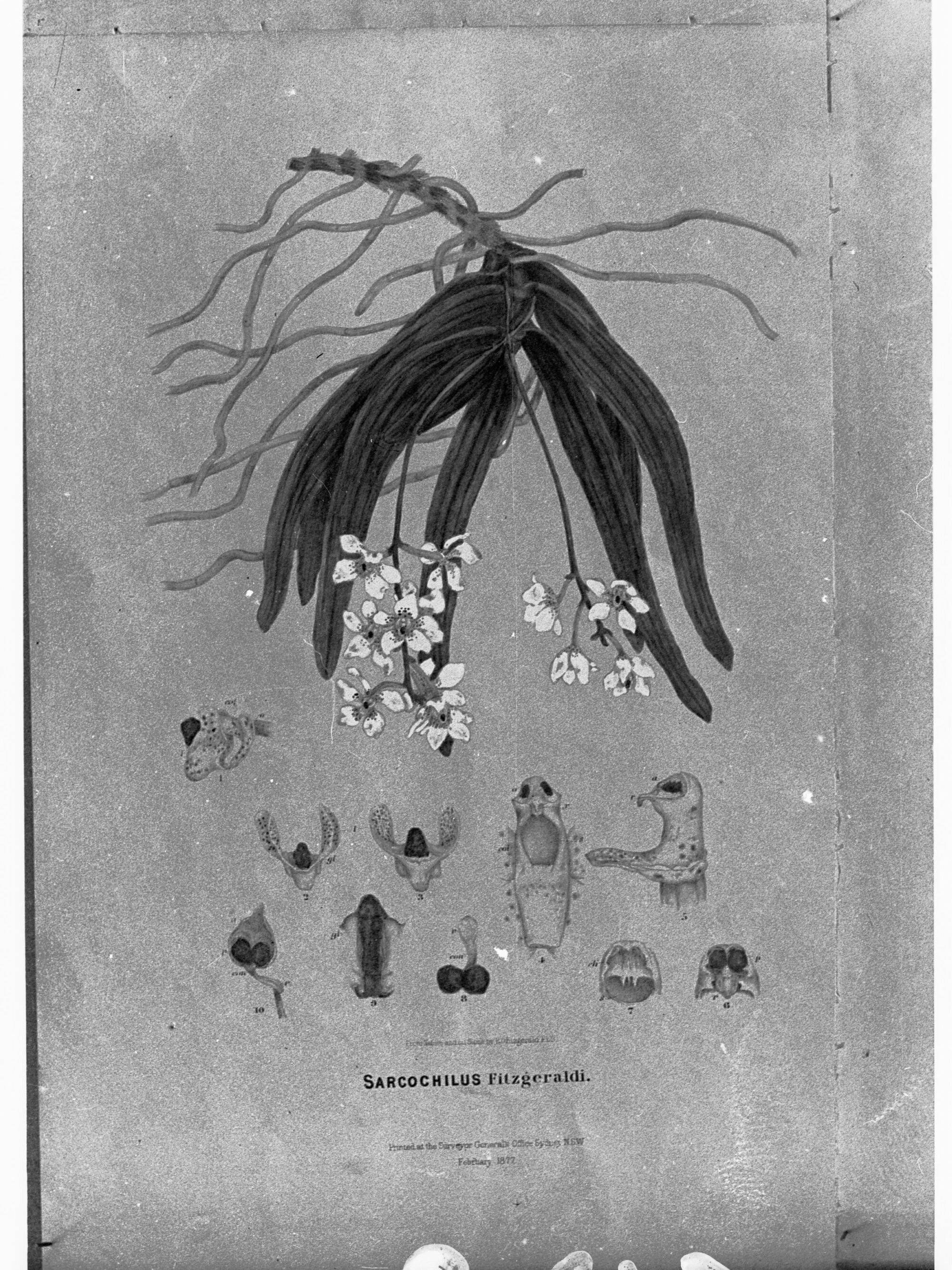 Sarcochilus Fitzgeraldi
