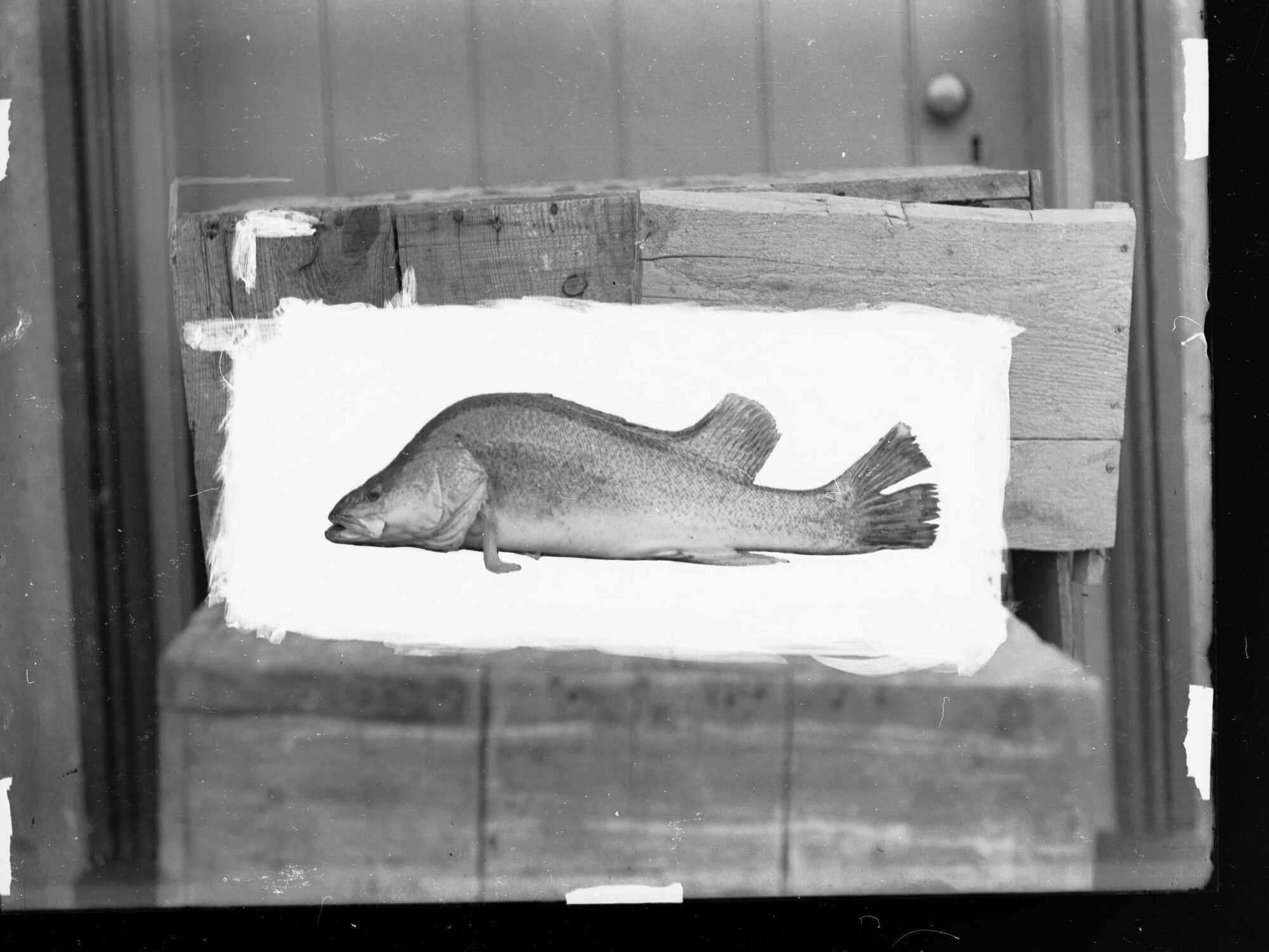 Photographic study of a fish