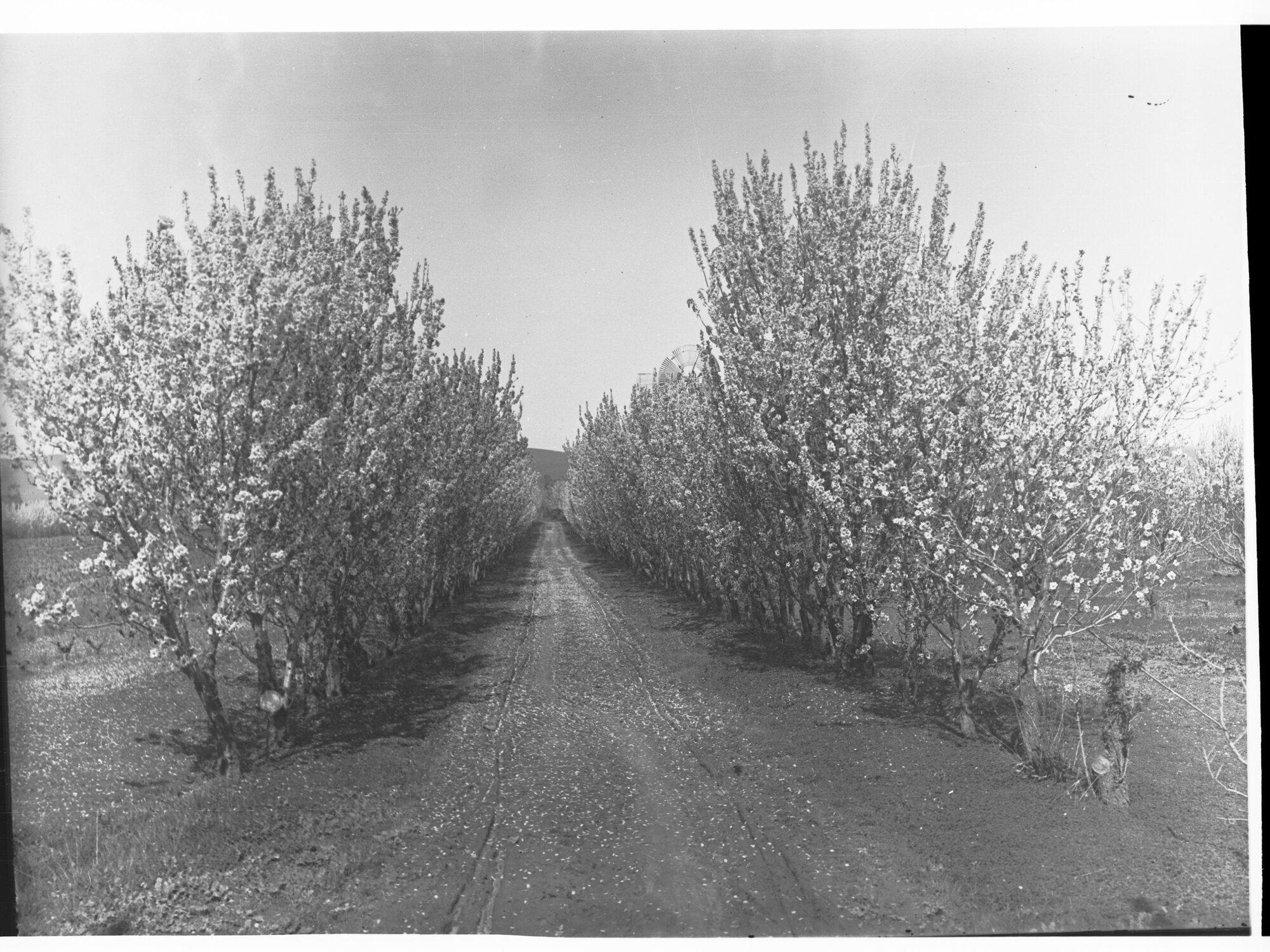 Pathway Through Orchard