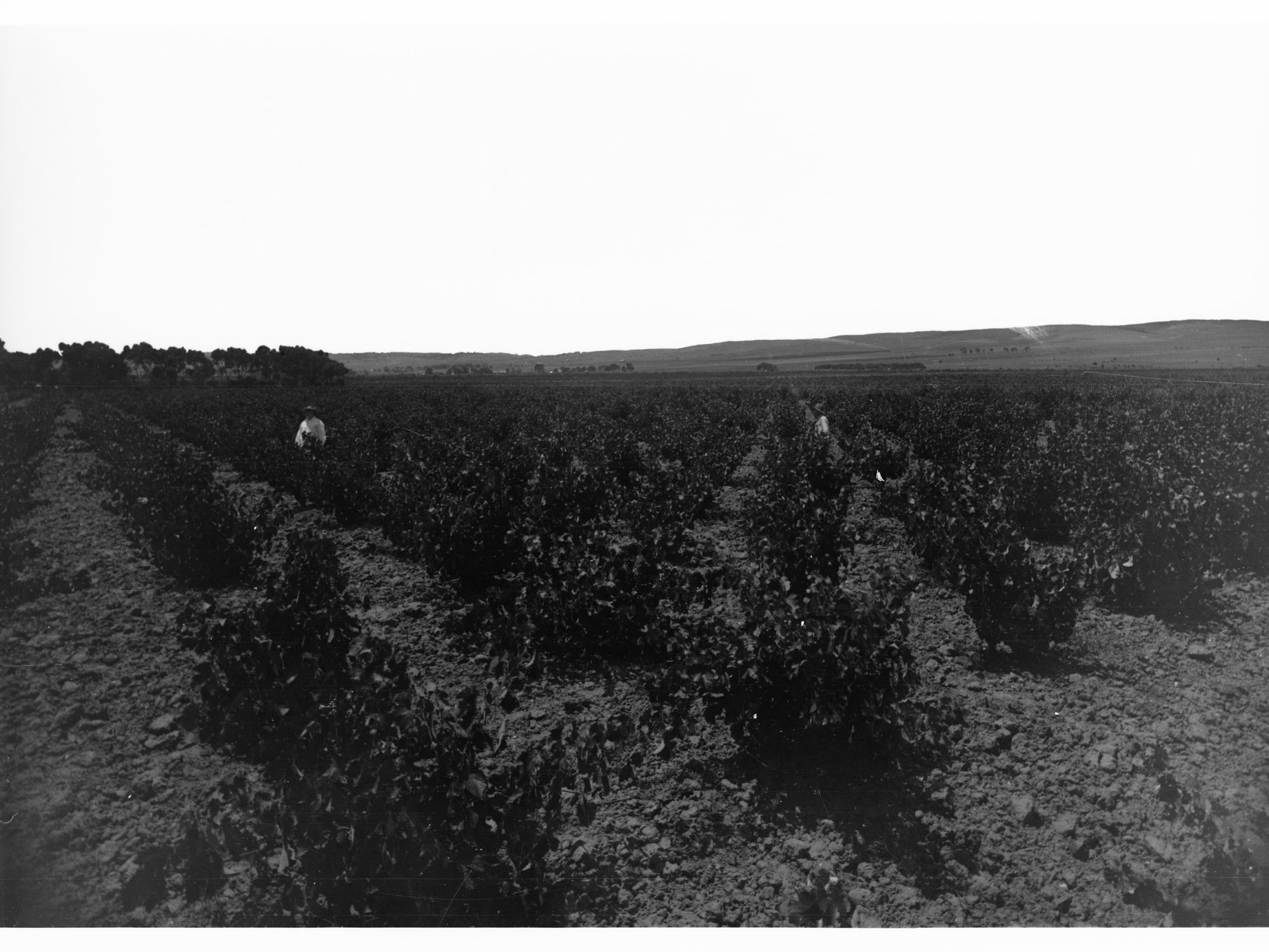 Bindara Vineyard