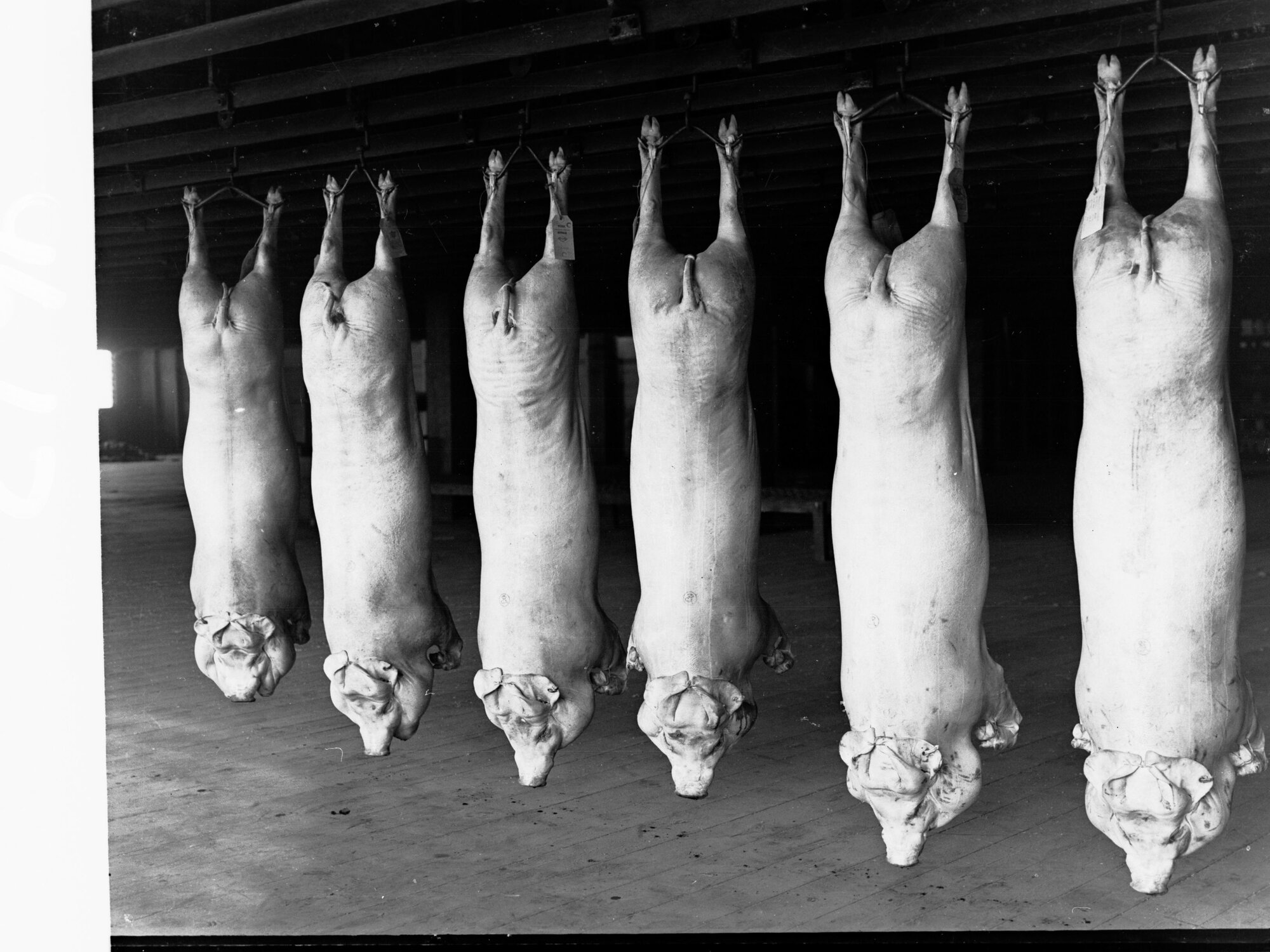 Roseworthy College Export Pigs Produce Department