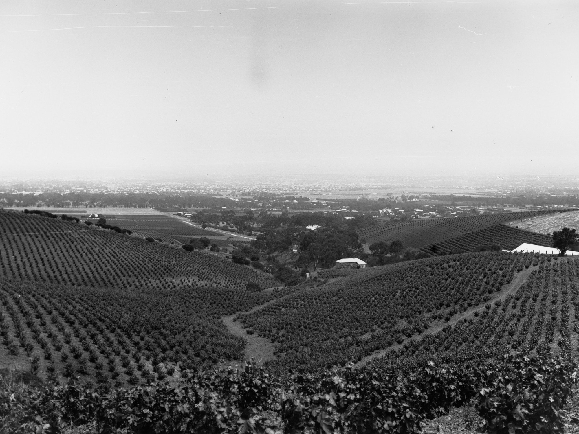 Vineyards at Auldana