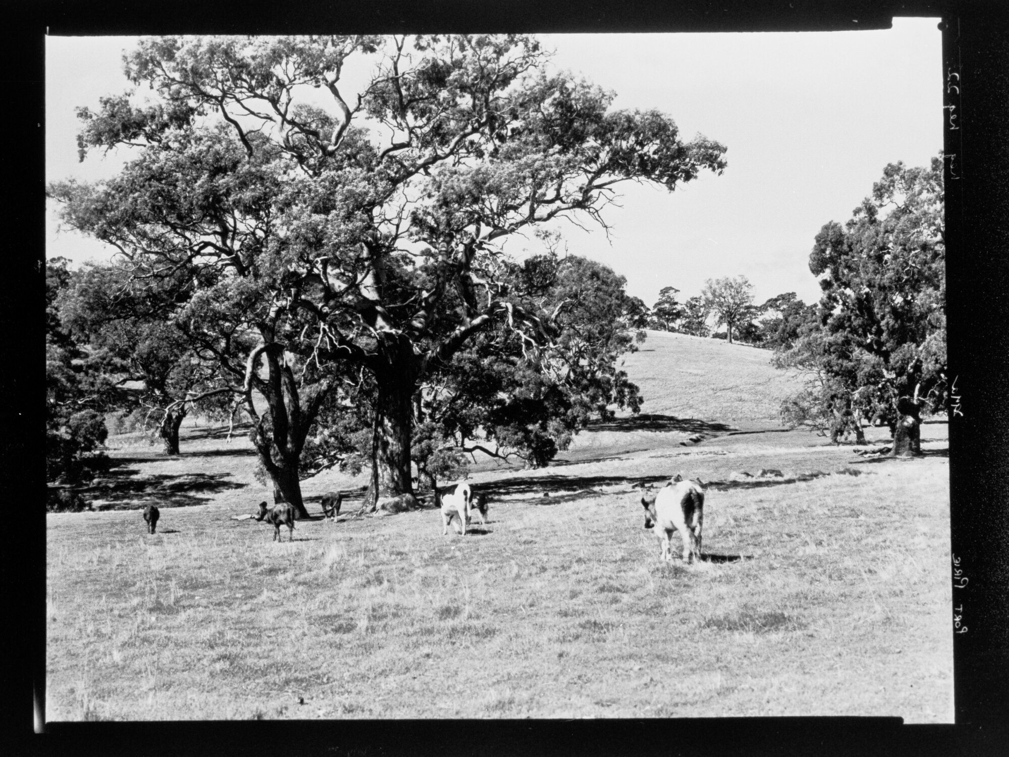 Port Pirie - cows