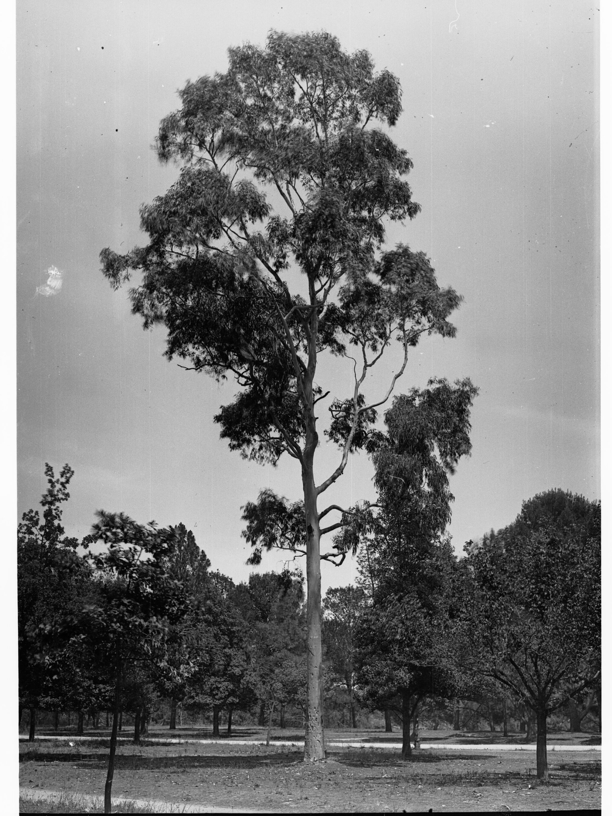 Scolopia Brownii Specimen, Botanic Gardens