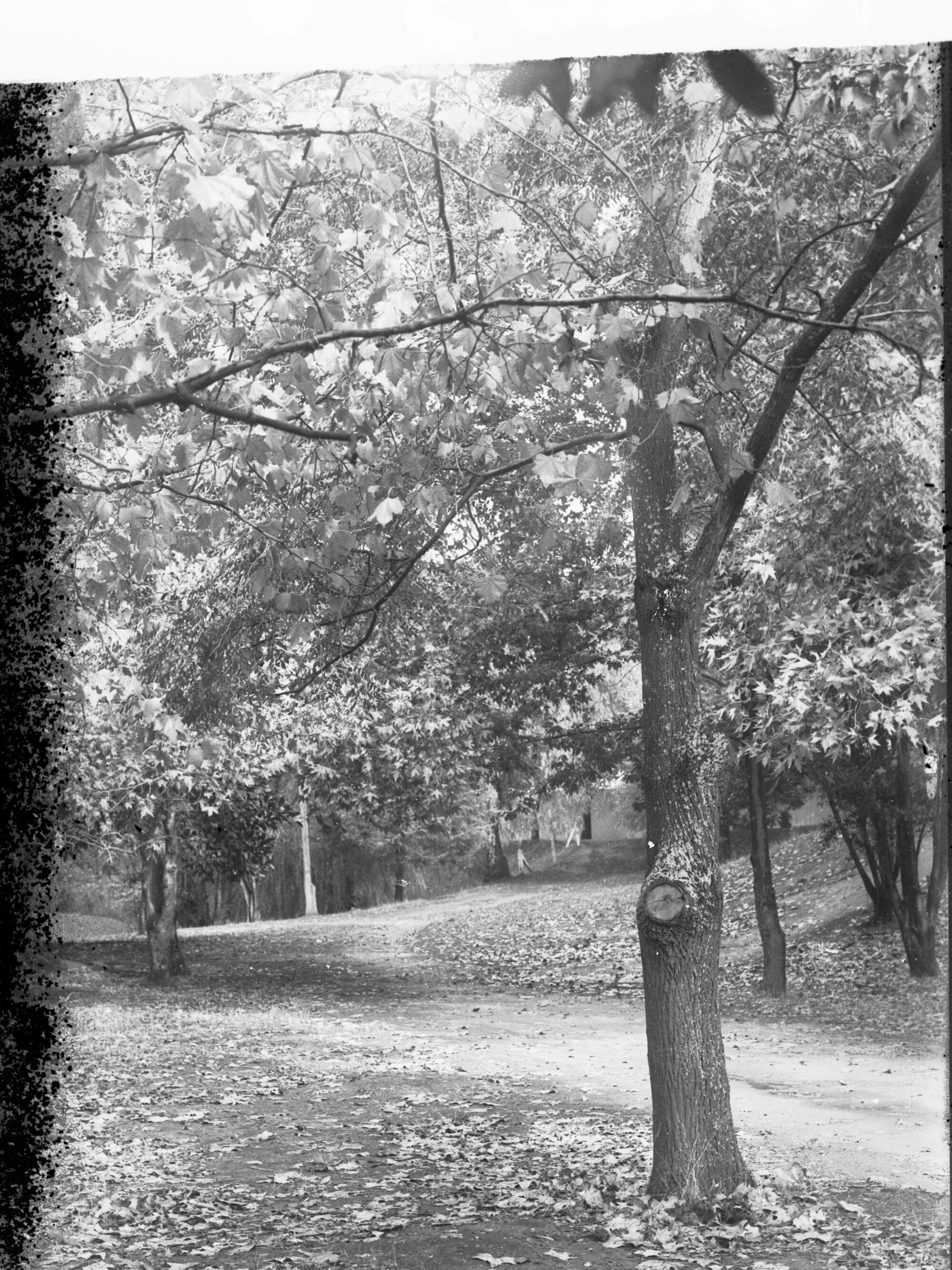 Botanic Park