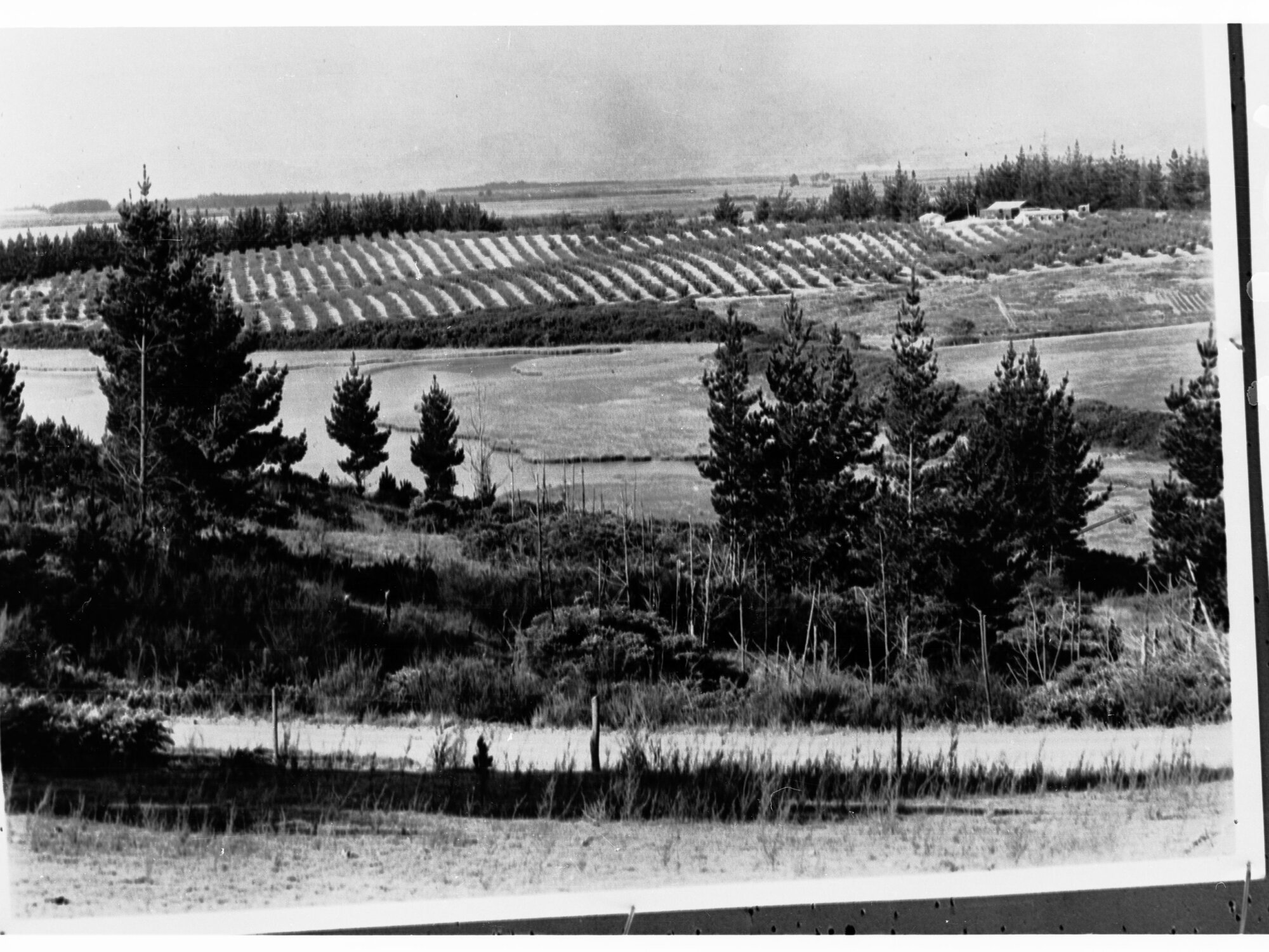 Looking Over an Orchard From the Top of a Hill