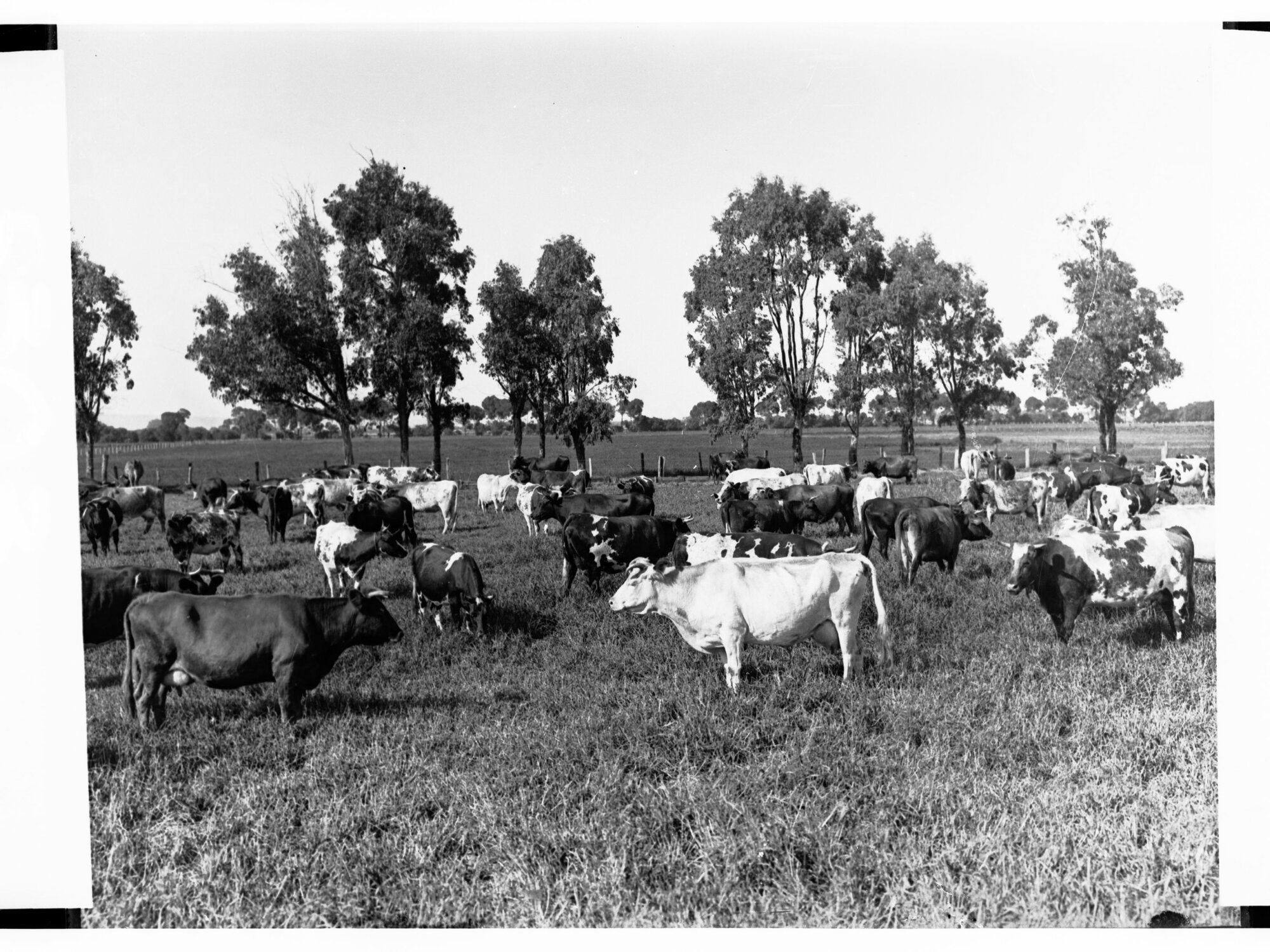 Cows on a Farm at Islington
