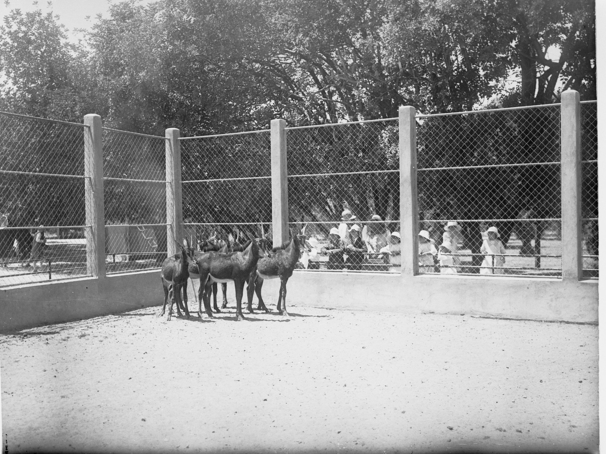 Antelopes at the Royal Adelaide Zoo
