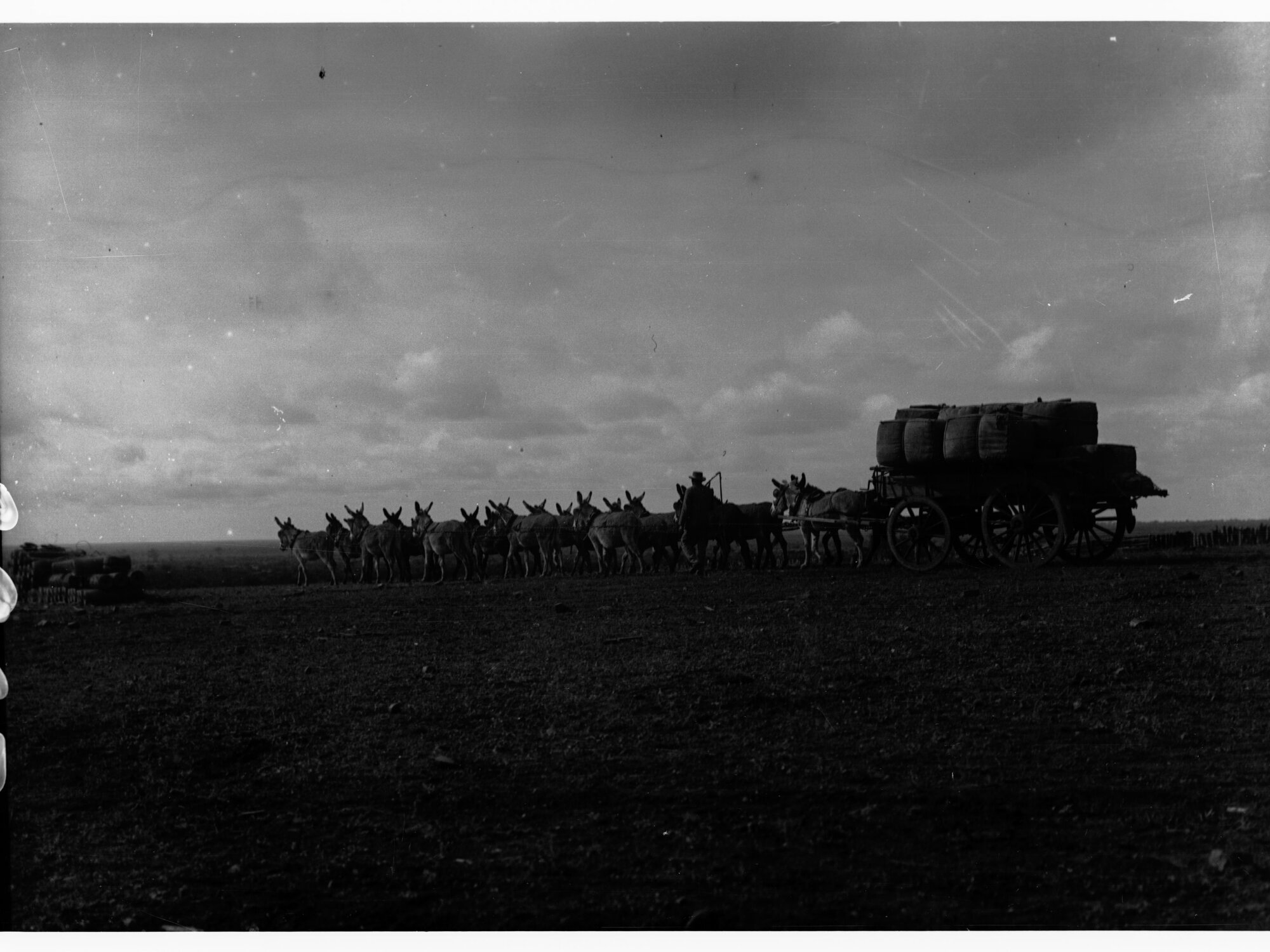 Donkey team carting wool at Wooltana Sheep Station