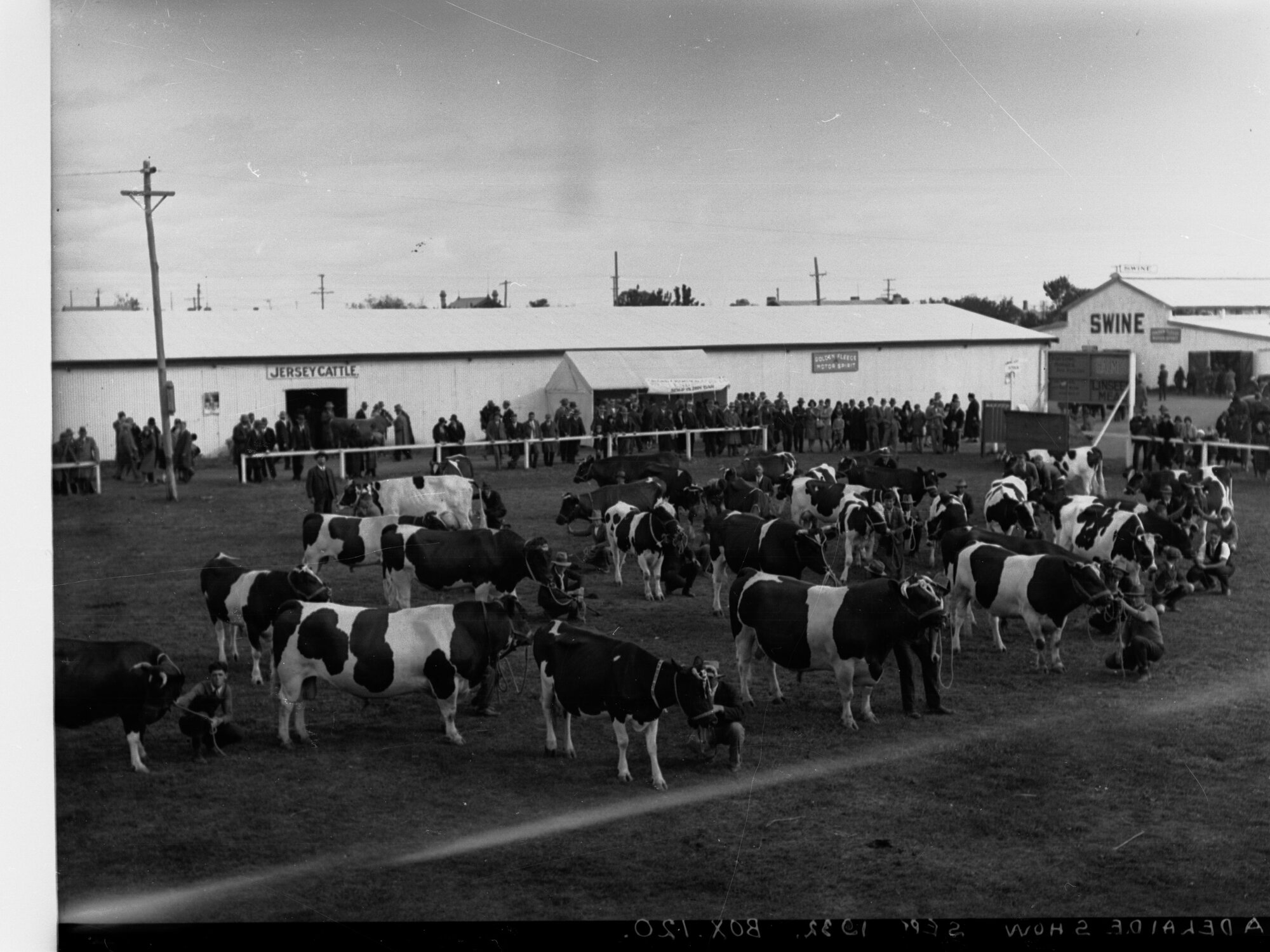 Bulls on exhibit at Royal Adelaide Show